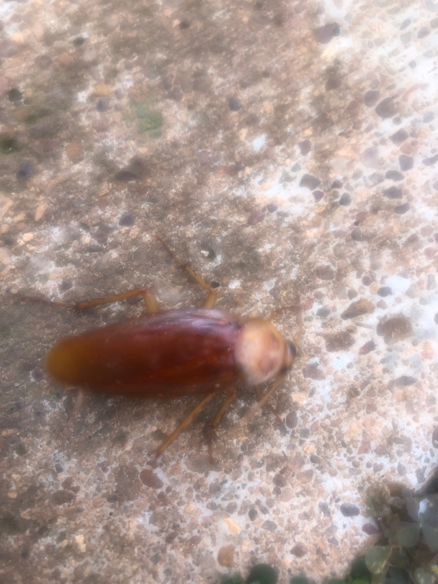 A close-up, slightly blurry, top-down view shows a reddish-brown cockroach lying on a rough, textured concrete surface. The concrete is speckled with small, dark and light-colored pebbles. The cockroach is elongated with a lighter-colored head and a darker, glossy body. Its legs are visible, extended outwards from its body. The lighting appears to be natural, casting minimal shadows. The overall environment suggests an outdoor, possibly urban setting, though no specific landmarks in Bar Jirgi Summa, Nigeria, are identifiable.