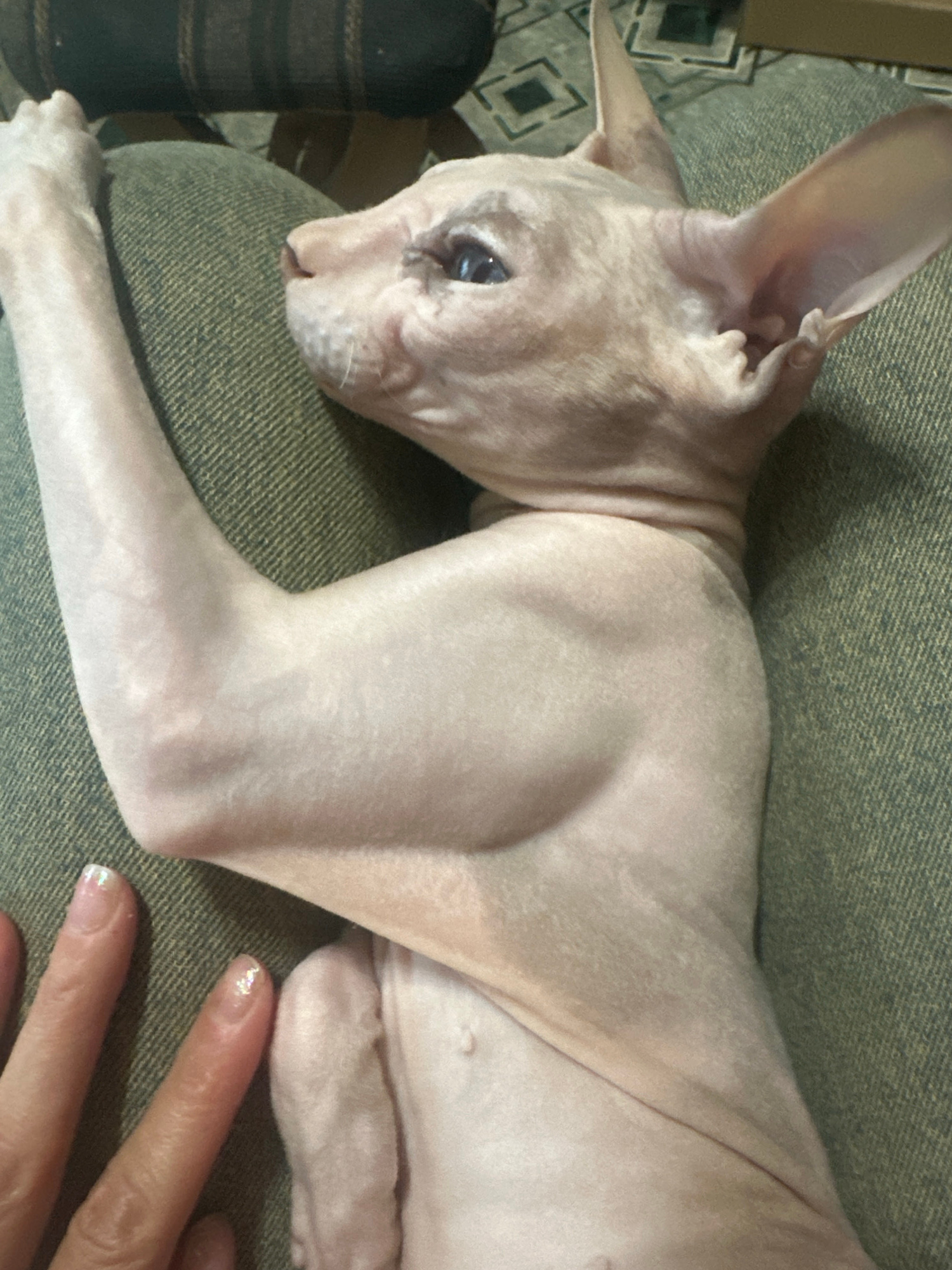 A light-skinned Sphynx cat is lying on its side on a dark green, textured surface, likely upholstery. The cat's left arm is extended and bent at the elbow, with prominent musculature visible. Its head is turned to the left, revealing its face with large ears and a blue eye. A human hand with manicured fingernails is visible in the lower left corner of the image, resting near the cat. The background consists of a darker, striped fabric, possibly another piece of furniture. The scene is indoors, with no visible indication of the city of Togliatti, Russia.