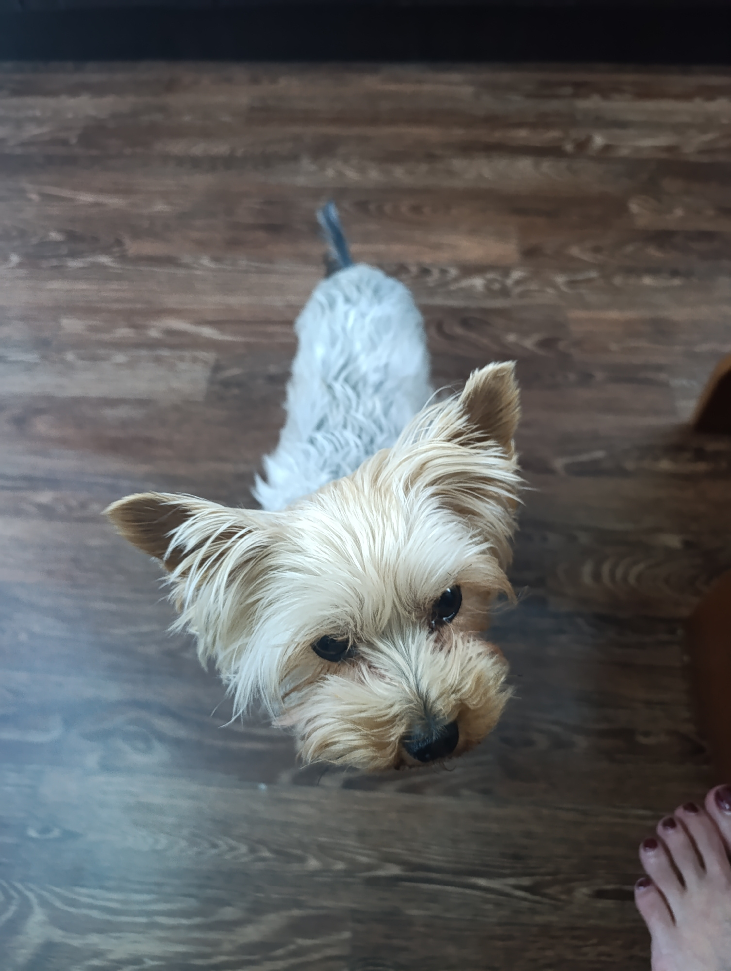 A high-angle, medium shot captures a light brown Yorkshire Terrier dog on a dark brown wooden floor. The dog is looking up at the camera with its head tilted slightly to the right. Its fur is light brown on its head and chest, transitioning to a lighter gray on its back and tail. The dog's ears are pointed and stand upright, with lighter brown hair on the outer edges. Its eyes are dark and appear to be looking directly at the viewer. Its nose is black. The floor has a wood grain pattern. In the lower right corner of the frame, a human foot with dark red nail polish is visible, toes pointed towards the left. The background is out of focus and appears to be a dark wall or furniture.
