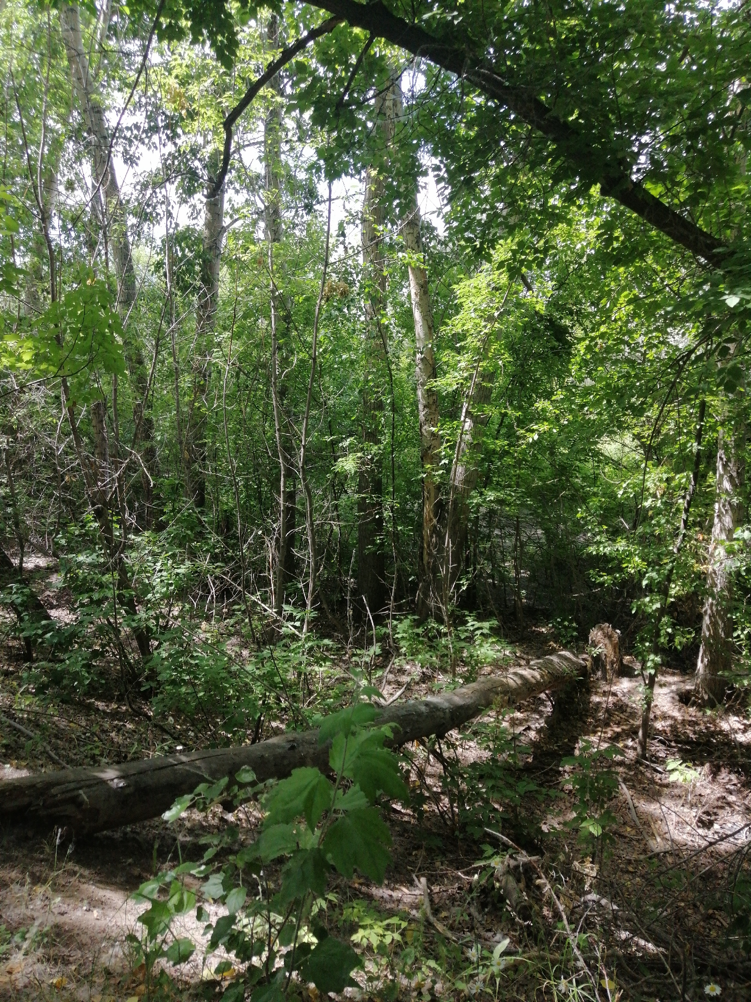 The image depicts a dense forest interior with a fallen tree trunk lying horizontally across the foreground. The trunk is weathered and appears to be solid wood. The surrounding environment is lush with various types of trees and undergrowth, predominantly in shades of green. Sunlight filters through the leaves, creating dappled light and shadows on the forest floor. The ground is covered with fallen leaves and twigs, indicative of a natural forest setting. The scene is devoid of any human presence or any specific identifiable landmarks that would link it to the city of Pavlodar, Kazakhstan. The image captures a moment in a natural, wooded environment.