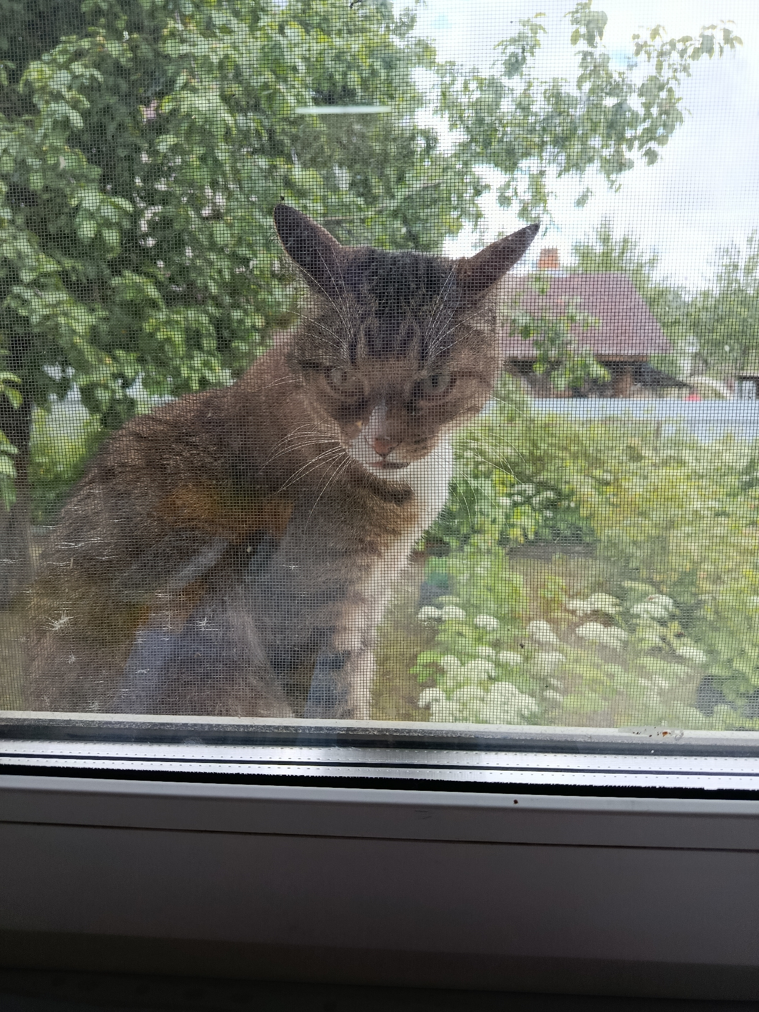 A tabby cat is looking through a screen window at an outdoor environment with green foliage and a sky. The cat is predominantly brown and gray with white markings on its chest and face. Its ears are pointed forward, and its gaze is directed towards the viewer. The background outside the window shows trees, some with lighter green leaves, and hints of houses with red roofs in the distance. The sky is visible, appearing overcast. The window frame is white, and the screen is a dark mesh. The bottom of the image shows a white windowsill. The scene appears to be from a residential area.