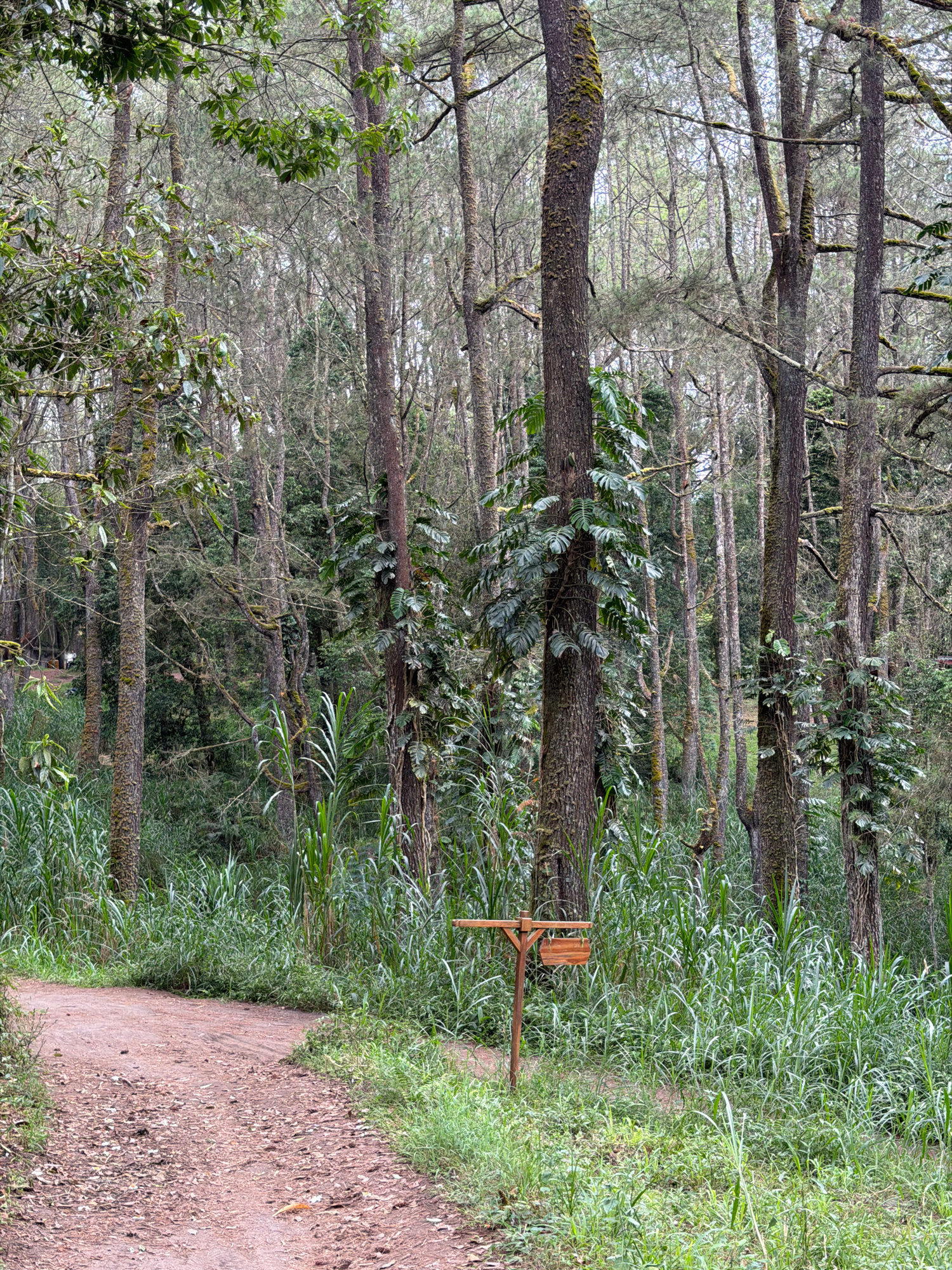 A dirt path curves through a lush forest in Kintamani, Indonesia. Tall, slender trees with moss-covered bark dominate the scene, their canopies forming a dense ceiling overhead. Thick, green foliage, including large-leafed vines, climbs the tree trunks, adding to the wild, untamed atmosphere. Tall grasses and reeds grow densely on either side of the path, creating a vibrant green undergrowth. A small, rustic wooden signpost stands near the path, its empty wooden sign inviting observation. The ground of the path is covered with reddish-brown dirt and fallen leaves, indicating a natural, well-trodden trail. The overall impression is one of natural beauty and tranquility, a quiet corner of the Indonesian landscape.