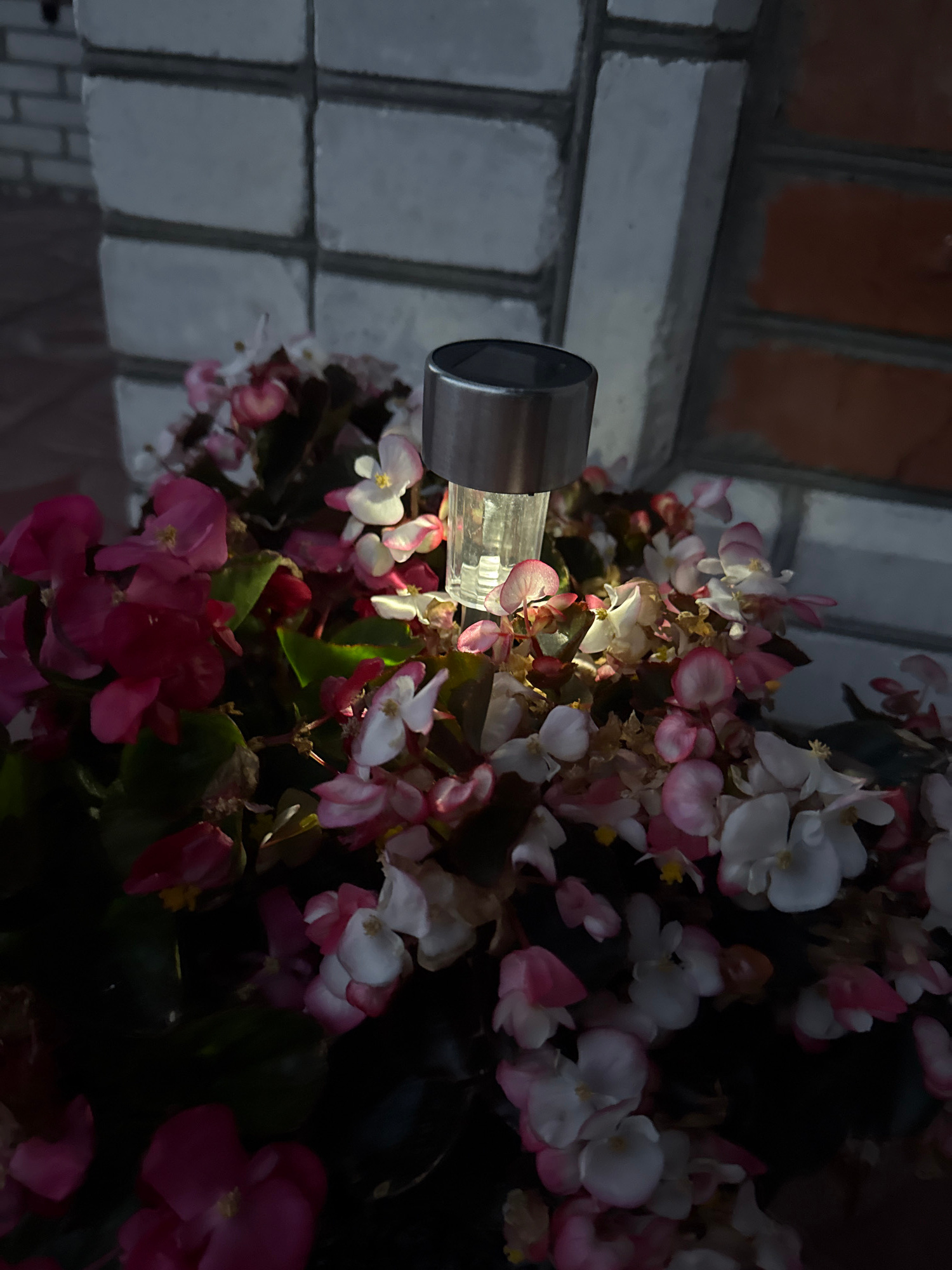 A close-up, vertical, medium shot captures a solar-powered garden light positioned in the center of a planter filled with begonia flowers. The flowers are a mix of deep pink, light pink, and white hues, some with darker edges. The garden light is silver and cylindrical, with a clear plastic casing that emits a soft, warm light, illuminating the surrounding petals and leaves. The background consists of a brick wall, part of which is composed of white cinder blocks, and the other part of reddish-brown bricks. The scene is set outdoors, likely in a garden or courtyard area of a residential property in Hraniv, Ukraine. The lighting suggests it is evening or nighttime, with the solar light being the primary light source in the immediate vicinity. There are no people or animals visible in the frame.