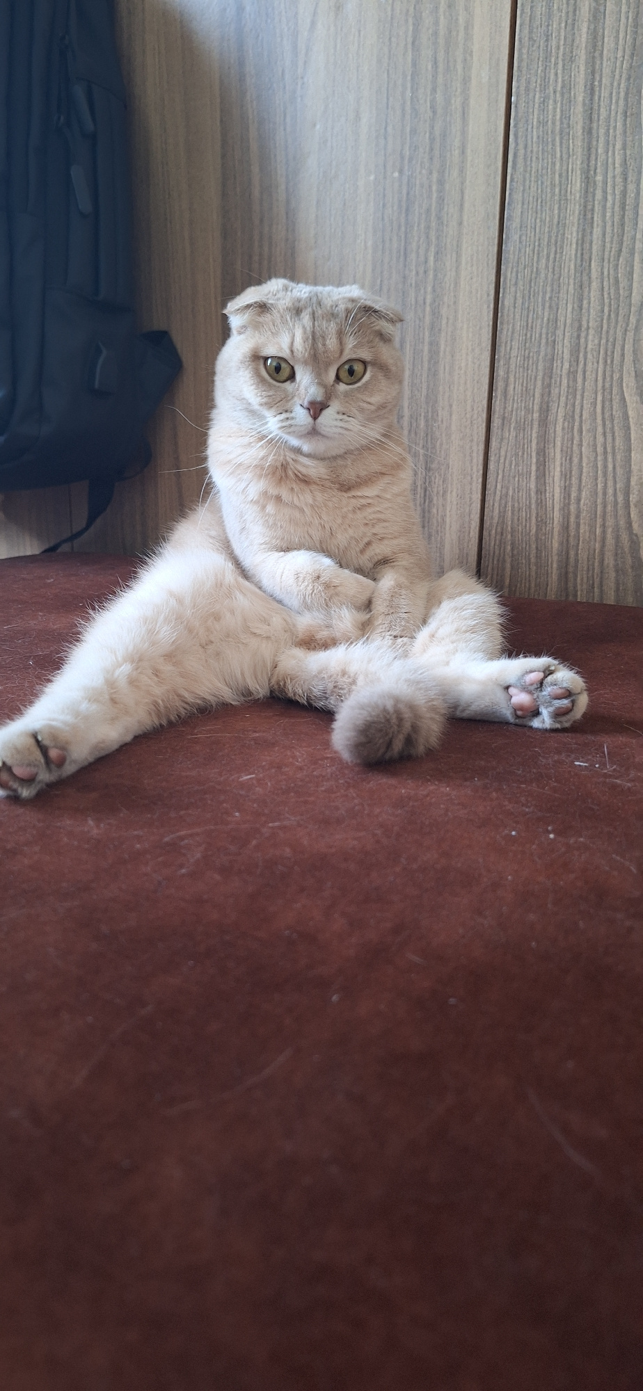 A light brown Scottish Fold cat with folded ears sits on a dark brown surface. The cat is facing forward, with its front legs crossed and its hind legs splayed out to the sides. Its tail is curled up behind it. The background consists of a dark grey backpack on the left and a wooden wall on the right. The cat's eyes are open and it appears to be looking at the camera. The image is well-lit, and the details of the cat's fur and features are clearly visible.