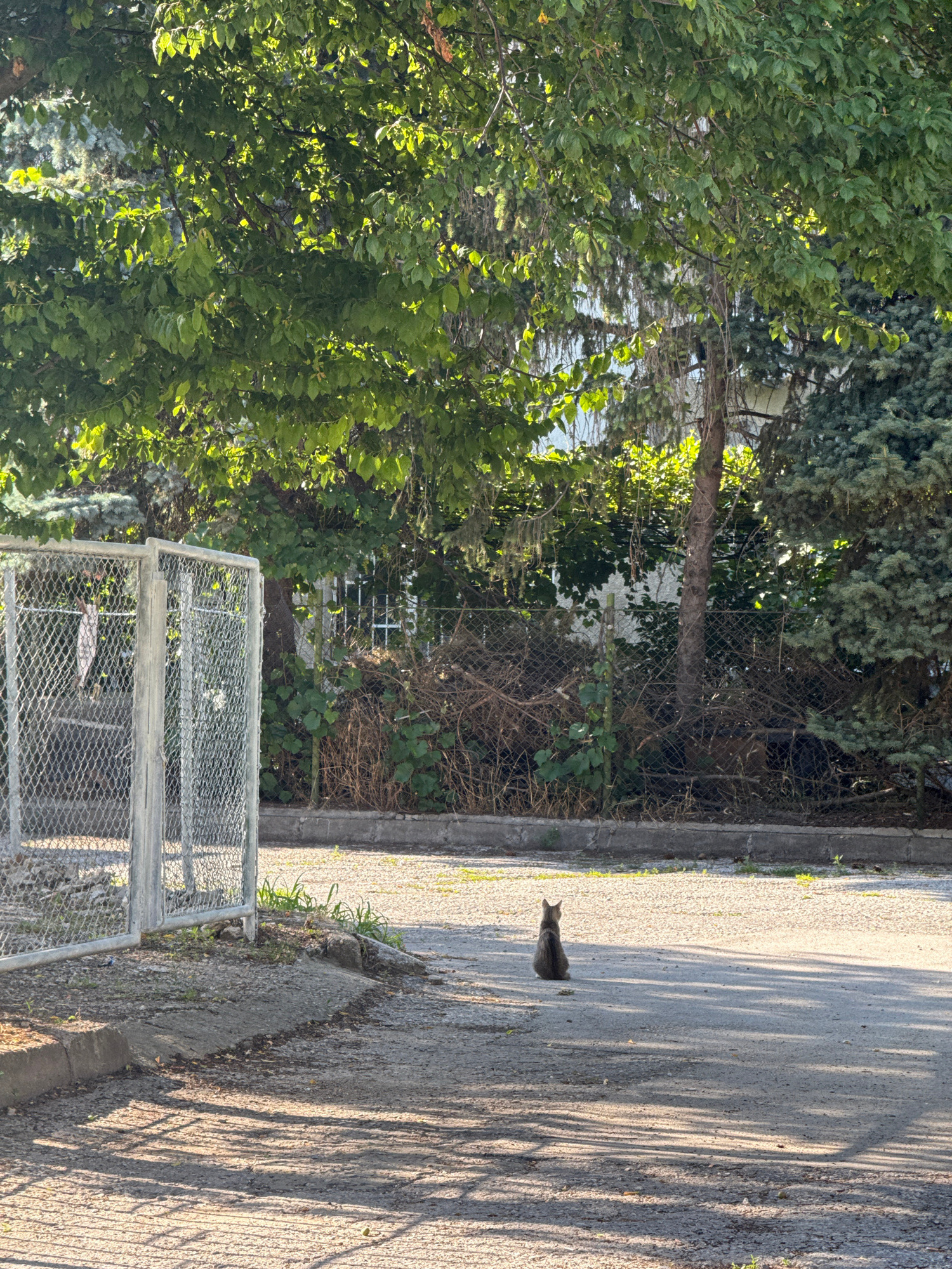 A medium shot captures a domestic cat sitting alone on a paved surface. The cat is facing away from the viewer, towards a fence and overgrown vegetation. The cat appears to be a tabby with grey and brown fur. The paved surface is uneven and scattered with small stones and debris. To the left of the frame, a chain-link fence with metal posts is visible, partially covered by foliage. Behind the fence, dense green foliage and tree branches dominate the background, with sunlight filtering through the leaves, creating dappled shadows on the ground. The scene is set in an outdoor environment, likely a street or yard, with elements suggesting an urban or semi-urban setting. The specific location within Dobrich, Bulgaria, cannot be determined from the visual information alone.