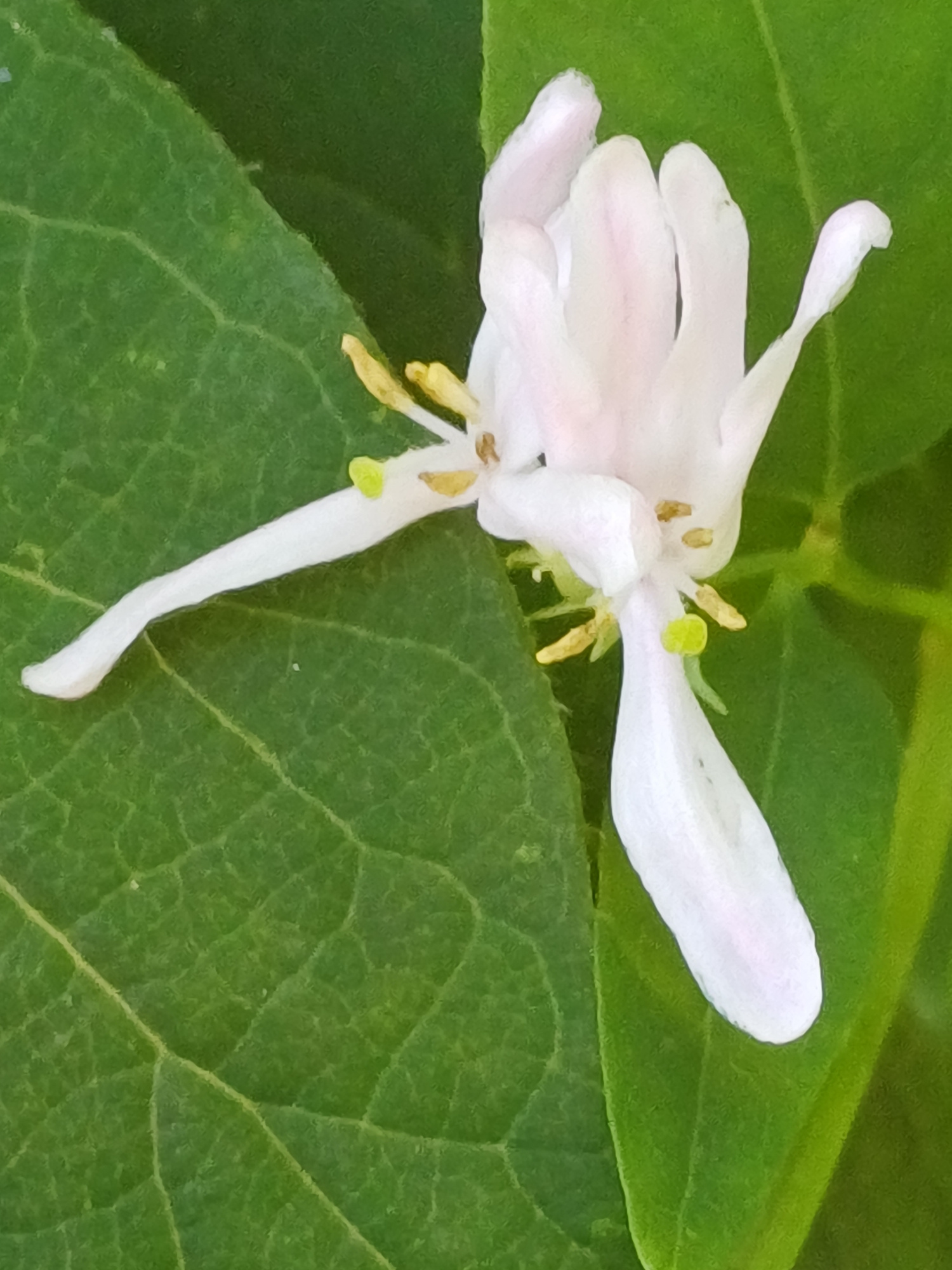 A close-up shot shows a single, delicate white flower with a long, slender tube and five petals. The petals are tinged with pink and have a slightly ruffled texture. Yellow anthers are visible within the bloom, along with a small, bright green pistil. The flower is positioned on a vibrant green leaf, with visible veins and a textured surface. The background is also filled with soft green foliage. The image appears to have been taken outdoors, likely in a garden setting. There is no information provided about the location in Riga, Latvia.