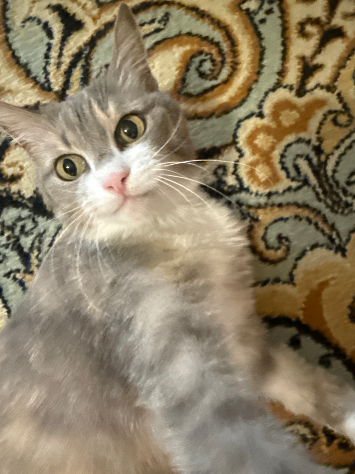 A grey and white cat with large, round, yellow eyes and a pink nose is lying on a patterned rug. The rug has a swirling, paisley-like pattern in shades of beige, brown, and teal. The cat's fur is soft and fluffy, and its ears are perked up. The cat is looking directly at the camera with a curious expression. There are no people or other animals visible in the image. The setting is indoors, likely a living room or bedroom, based on the presence of the rug. The image does not provide any specific information about the location in the city of Pavlodar, Kazakhstan.