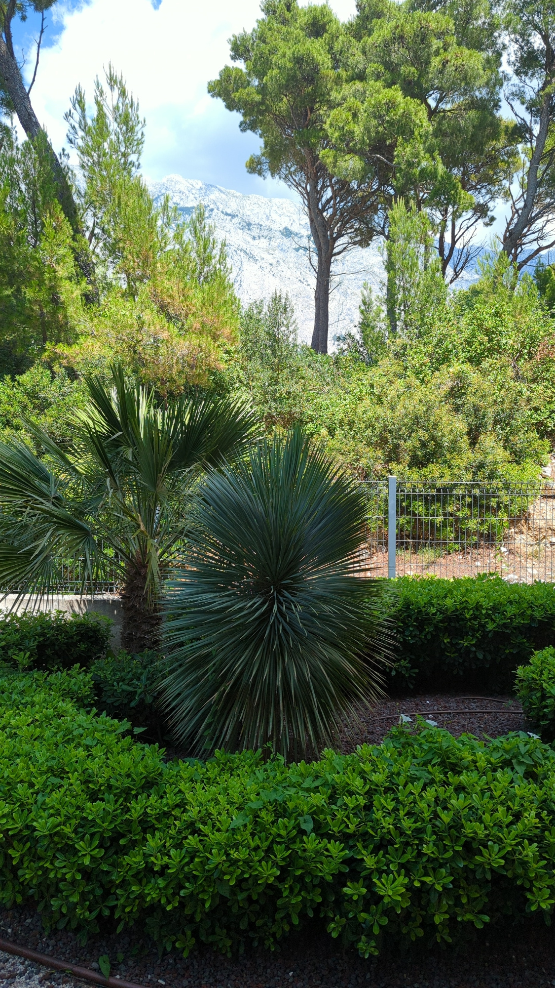 This media file captures a lush, green outdoor scene with a prominent pine tree in the foreground, its branches reaching towards the sky. Behind the pine tree, a mountainous landscape is visible, partially obscured by foliage and a bright blue sky with wispy clouds, suggesting it's daytime with clear weather.
In the mid-ground, a spiky, yucca-like plant and a palm tree add to the tropical or Mediterranean feel of the setting. A metal fence runs along the right side of the frame, separating the cultivated garden area from the wilder vegetation beyond. The garden itself is meticulously maintained, with neatly trimmed bushes lining a path covered in dark gravel.
The overall impression is one of a tranquil, picturesque location, likely a park, garden, or the grounds of a property, possibly overlooking the sea or a mountainous coastal region. The sunlight suggests a warm, possibly sunny day. The location cues, such as the pine tree and the general vegetation, along with the context of Baška Voda, Croatia, point to a coastal Mediterranean environment. No people or specific activities are depicted, focusing solely on the natural and cultivated landscape.