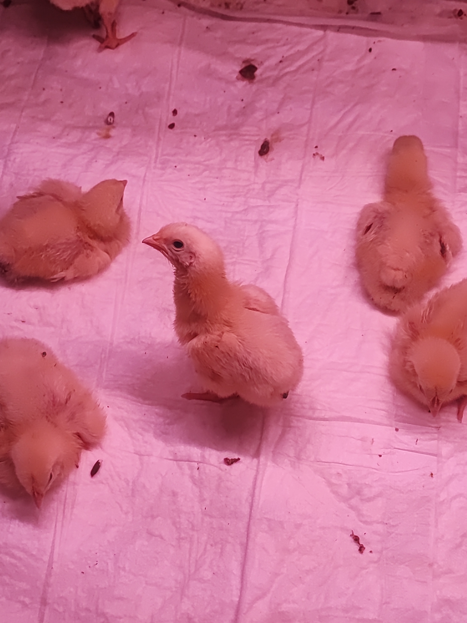 The image depicts a close-up, overhead view of several fluffy, yellow chicks on a pink, textured surface, likely a blanket or paper. The chicks appear to be young and are scattered across the frame, with some facing the camera and others turned away. One chick in the center is standing and looking to the left. There are small, dark specks on the pink surface, which could be dirt or droppings. The lighting is a uniform pink hue, suggesting artificial lighting, possibly a heat lamp common in chick brooders. The overall scene conveys a sense of domesticity and care for young animals. The location is unspecified.