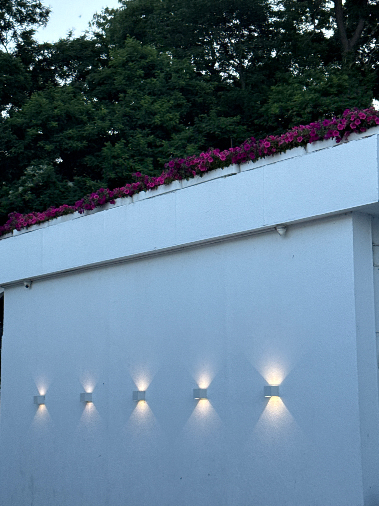 A low-angle medium outdoor shot captures a white textured wall featuring five modern wall sconces, each projecting a warm upward and downward light. Above the wall, a planter box overflows with vibrant pink petunias. The background is dominated by lush, dark green trees, their dense foliage forming a canopy against a pale sky. A small, white security camera is visible on the upper left portion of the wall. The scene appears to be a residential or commercial exterior.