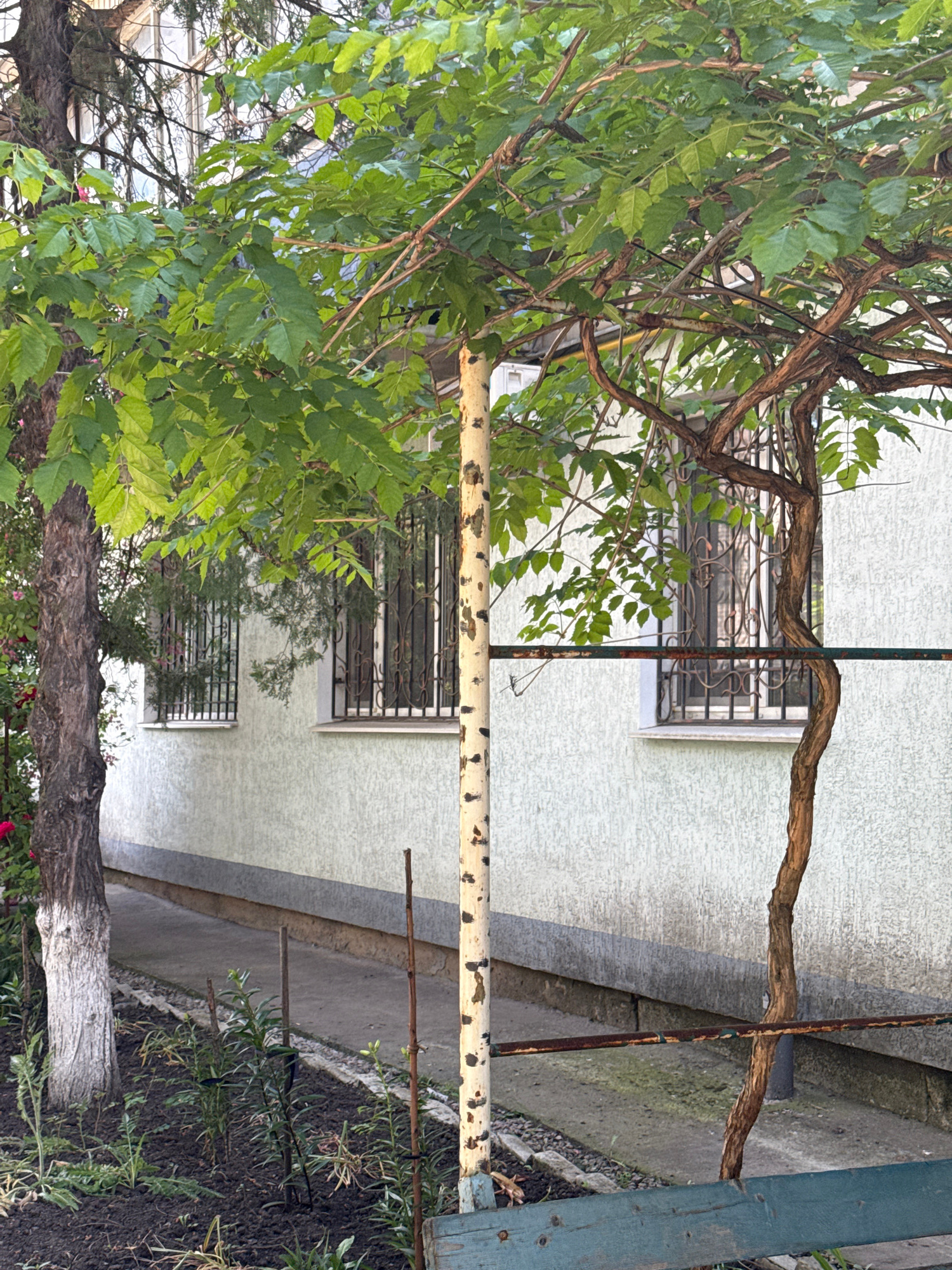 An exterior, eye-level shot captures a vine-covered building with a rough, light-colored textured facade. The building features barred windows, indicating security measures. In the foreground, a dark brown tree trunk stands to the left, its lower portion painted white. A light-colored, speckled pole is positioned centrally, with a thin, rusty horizontal bar running across it. A dark green wooden bench is visible at the bottom right. The ground in front of the building is covered in dark soil and features several thin, green plants supported by small wooden stakes. The overall scene suggests a residential or possibly a neglected urban setting, bathed in natural light that casts soft shadows. There are no people or animals visible in the frame.