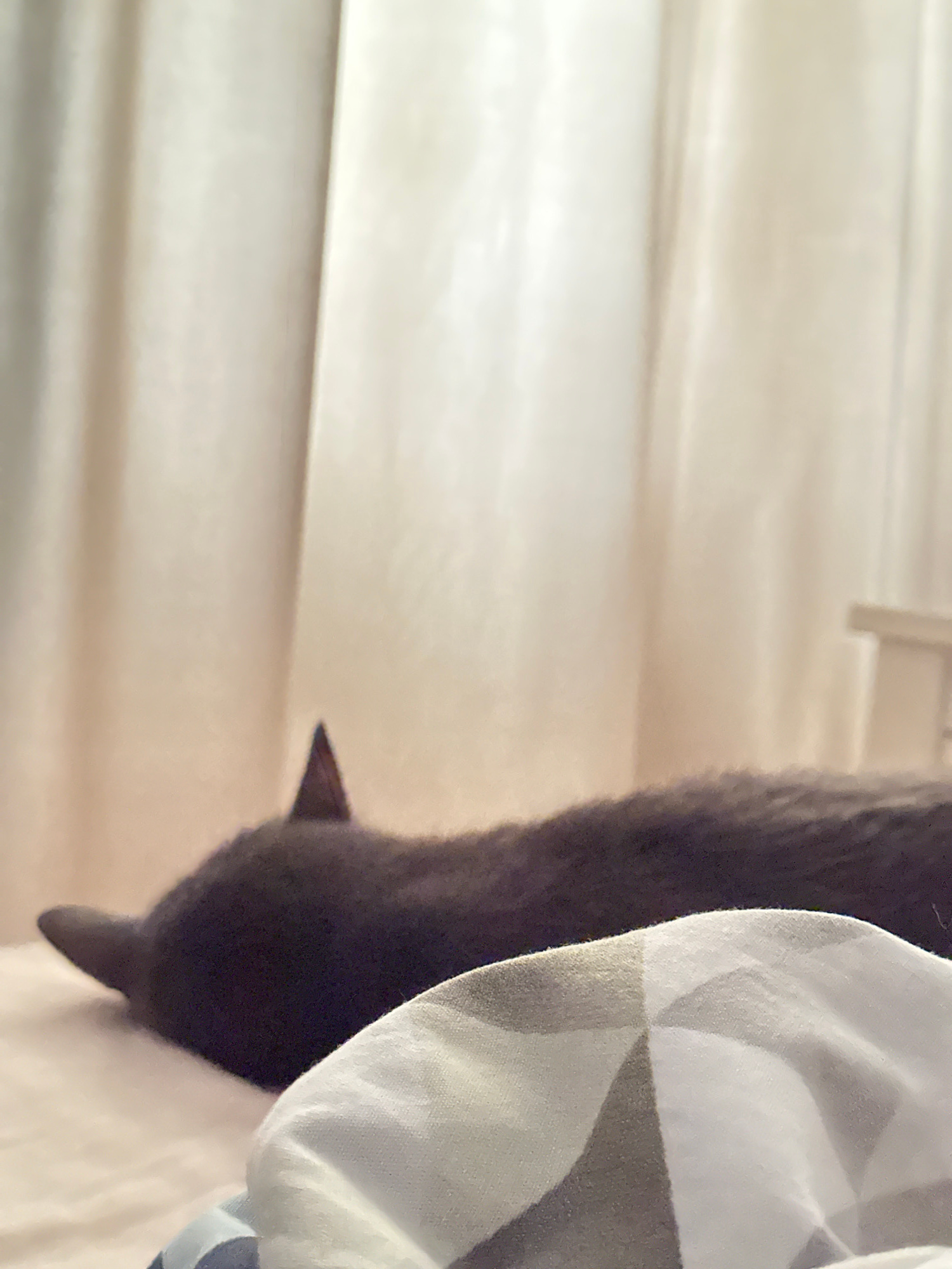 A dark gray cat is sleeping on a light-colored surface, likely a bed, with its head turned to the left and its ears pointed upwards. The cat's body extends to the right, mostly obscured by a white and gray patterned fabric in the foreground. Behind the cat, light-colored curtains hang vertically. The scene appears to be indoors, possibly in a bedroom, in the city of Naberezhnye Chelny, Russia.