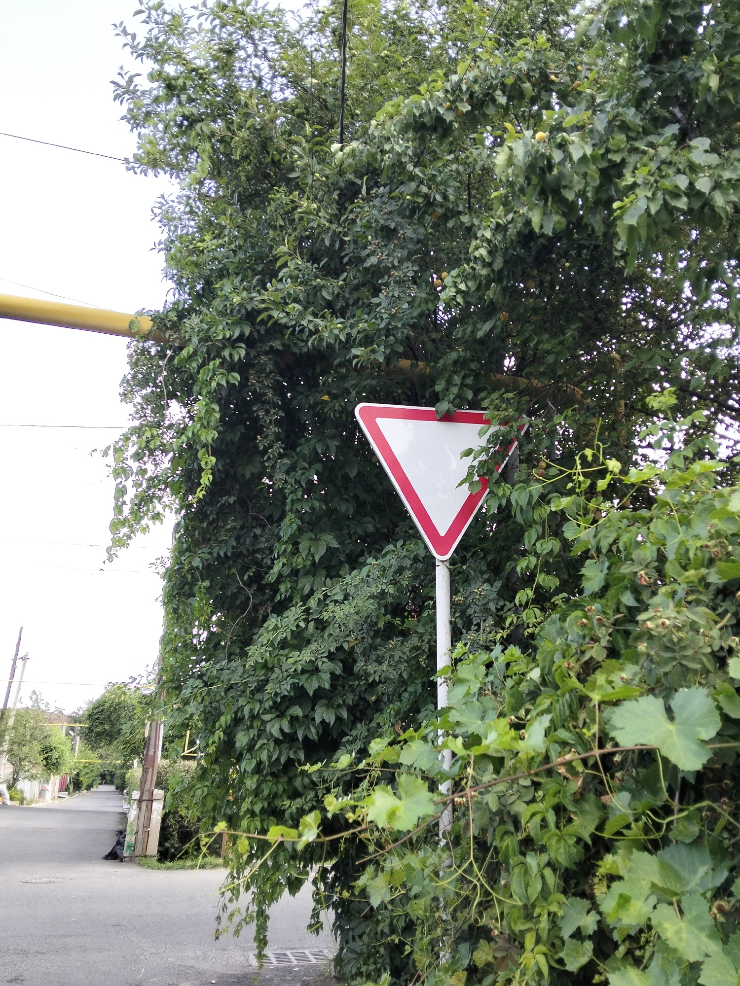 A yield sign, which is triangular with a white interior and a red border, is positioned on a white pole to the right of a tree-lined street in Almaty, Kazakhstan. The sign is partially obscured by overgrown green foliage. The street appears to be a residential road with houses visible in the background on the left side. Power lines are visible overhead, and a yellow pipe runs horizontally across the upper left portion of the image. The weather appears overcast. There are no people or vehicles clearly visible in the scene.