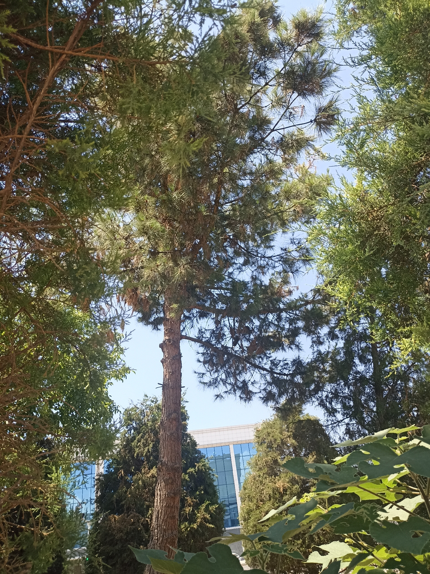 The image shows a view looking up through trees towards a modern building with a glass facade. The building appears to be a commercial or institutional structure, characterized by its clean lines and reflective windows. The surrounding vegetation consists of several types of trees, including what appears to be a mature pine tree with a thick, textured trunk prominently featured in the foreground. The foliage of the trees is dense and varied in color, ranging from deep green to lighter, more golden hues, with some dry or brown needles visible on the pine. The sky is a clear, bright blue, indicating fair weather. This scene is consistent with an outdoor area in a city park or a well-landscaped campus environment. Given the architectural style of the building and the common types of trees found in the region, this scene could be located in Tashkent, Uzbekistan. There are no people or animals visible in the frame, and no discernible actions or interactions are taking place. The image captures a still, natural and architectural setting under daylight.