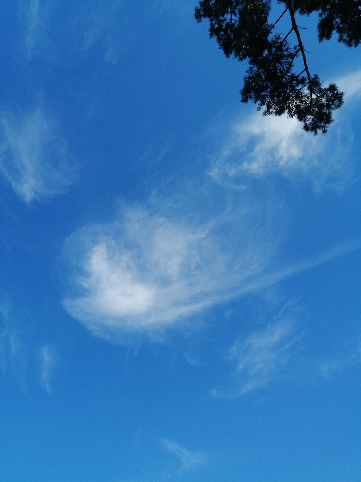 The image captures a clear blue sky with scattered wispy white clouds. The upper right corner is partially obscured by the dark silhouette of pine branches and needles. The clouds are thin and feathery, suggesting fair weather. One larger cloud formation in the center of the frame has a swirling, almost circular pattern. The overall impression is one of a bright, sunny day, likely late morning or early afternoon given the clear sky and the angle of the sun implied by the shadows of the branches. The location is identified as Pavlodar, Kazakhstan. There is no visible text in the image.