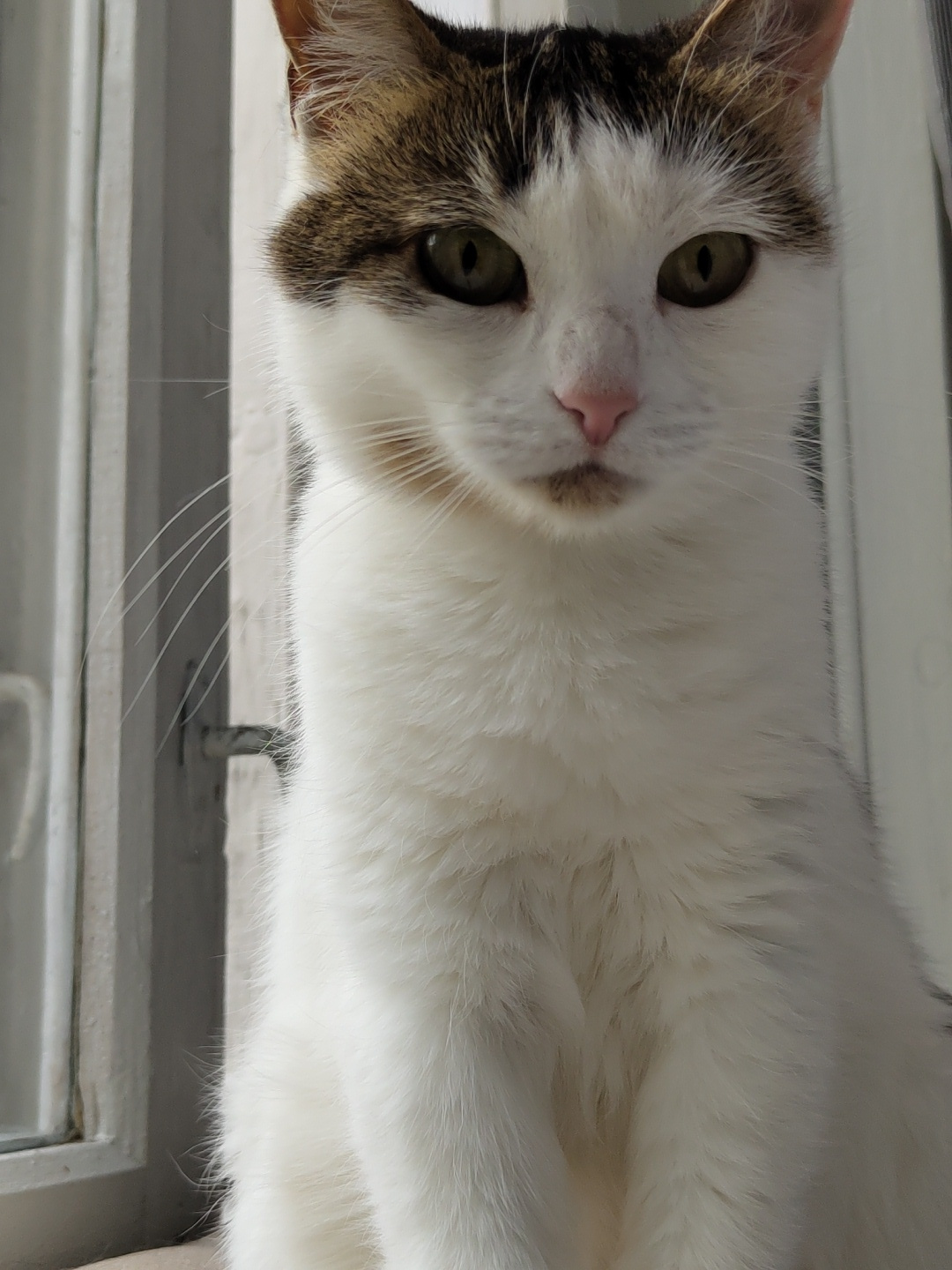 A close-up, frontal shot shows a white cat with brown and black markings on its head and ears. The cat has green eyes and a pink nose. It is sitting in front of a window with vertical blinds. The window frame appears to be old and painted white. The overall scene is indoors, with the lighting suggesting daylight.