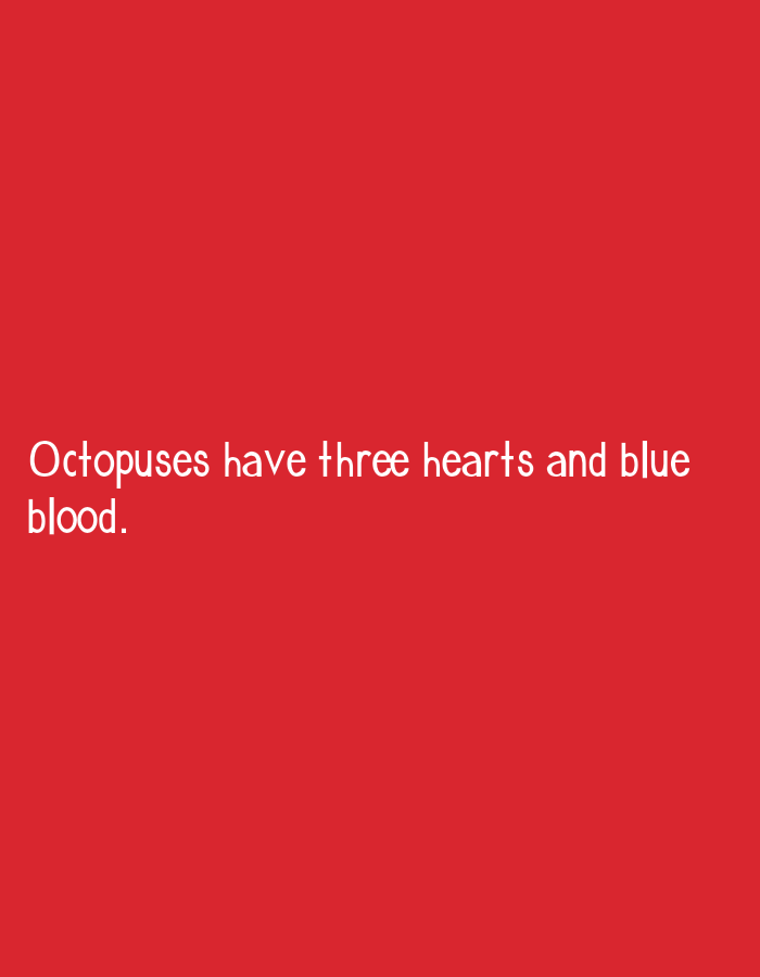 The image shows white text on a solid red background. The text reads "Octopuses have three hearts and blue blood." There are no people, objects, actions, or interactions depicted. The environment is a plain red surface. The location is unknown.