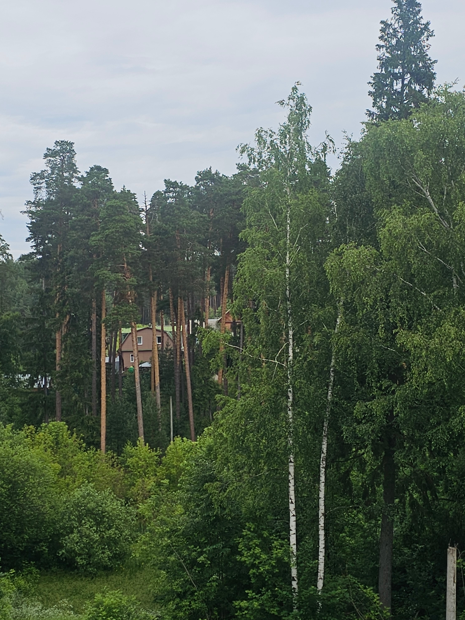 The image depicts a dense forest with a house partially visible through the trees. The trees are predominantly pine and birch, with lush green foliage. The house appears to be a wooden structure with a brown exterior and a green roof, featuring a few visible windows. The setting is likely a suburban or rural area, given the presence of the house nestled within the forest. The sky is overcast, suggesting a cloudy day. The ground is covered in vegetation, creating a natural and somewhat untamed landscape. There are no people visible in the frame, and no apparent actions or interactions are taking place. The overall scene conveys a sense of nature's dominance, with human habitation integrated into the natural environment.