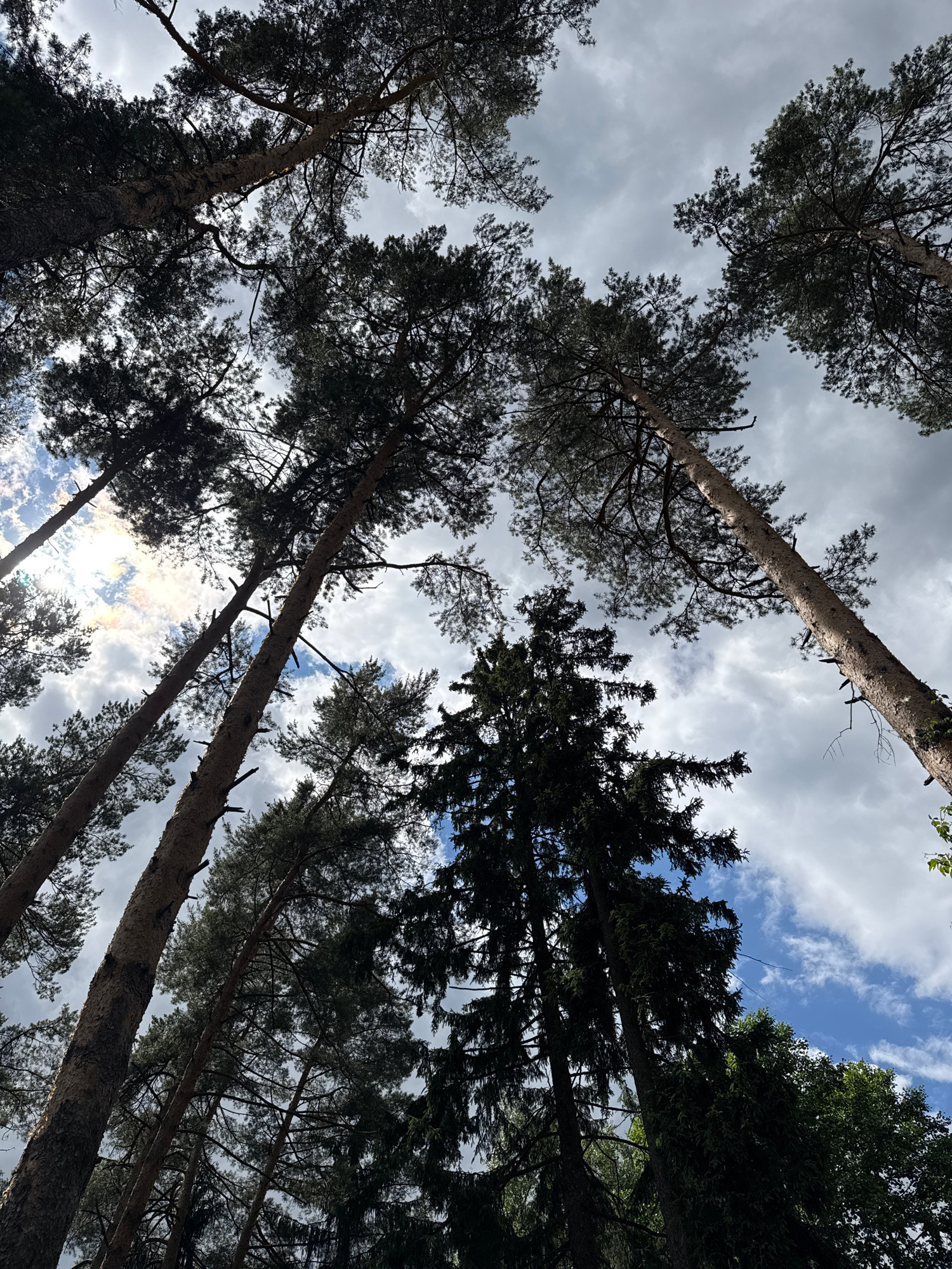This media file captures a low-angle view looking up through a dense forest in Ulitkino, Russia. The subjects are tall, mature trees, primarily pines, with their dark green needles and rough bark clearly visible against a backdrop of a dynamic sky. The scene is a natural forest setting, emphasizing the height and grandeur of the trees.
There is no specific activity or event taking place; the image appears to be a still, observational shot of the forest canopy.
Notable details include the time of day, which seems to be daytime, possibly late morning or early afternoon, given the brightness of the sky and the way light filters through the clouds. The weather is mixed, with patches of bright blue sky interspersed with thick, grey clouds, suggesting a changeable or partly cloudy day. The location is specifically Ulitkino, Russia, implying a temperate or boreal forest environment. The overall mood is one of natural beauty and perhaps a sense of awe at the scale of the forest. The strong upward perspective can evoke feelings of being small within a vast natural landscape.
There is no visible text in the image.