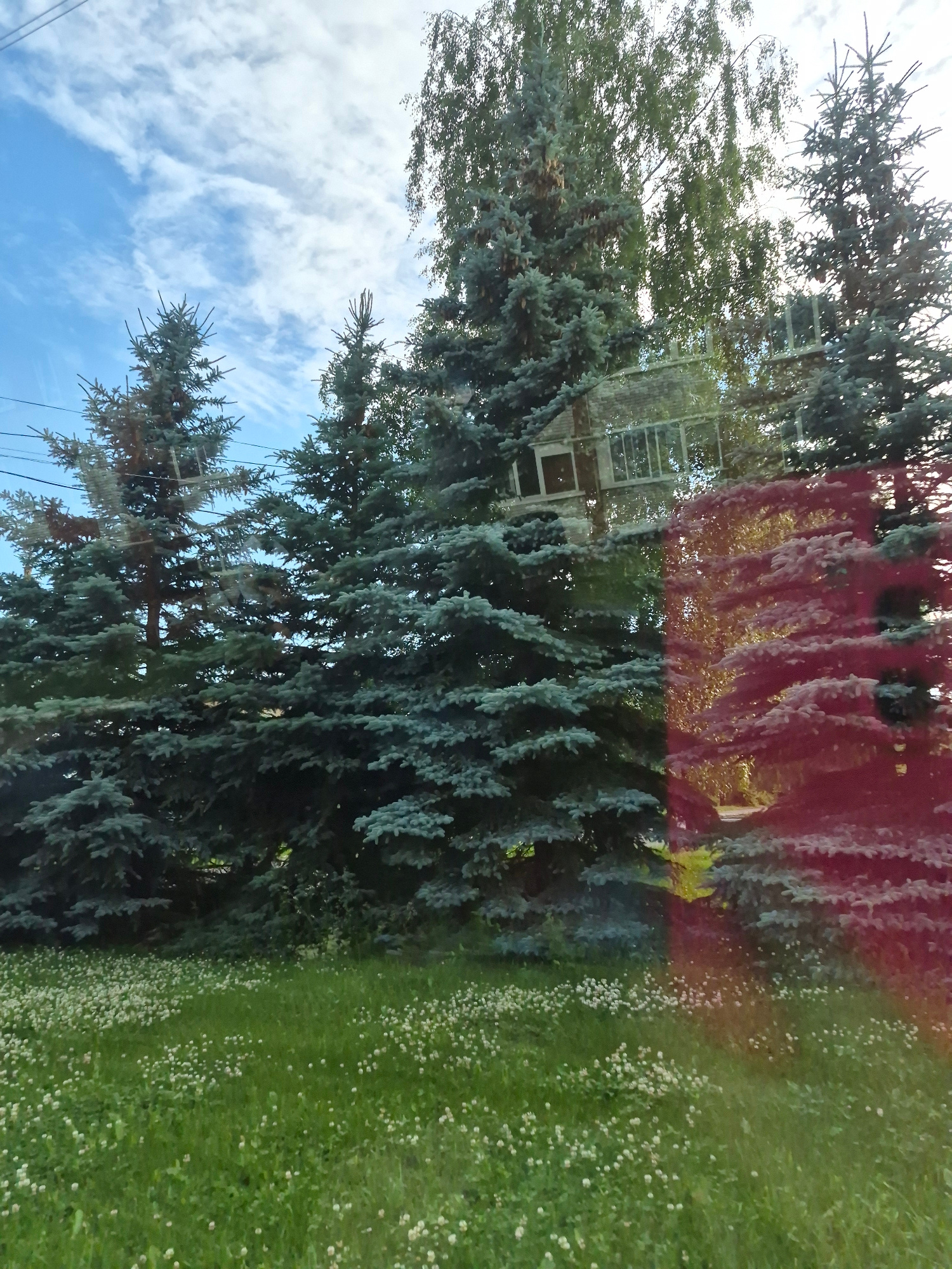 The image depicts a natural scene viewed through a reflective surface, possibly a window. Tall, blue-green evergreen trees dominate the foreground, their needles creating a textured, dense canopy. The sky, partially visible through the branches and reflections, is a bright blue with scattered white clouds, suggesting daytime weather. To the right, a lush green lawn dotted with small white flowers stretches into the distance.
Reflections on the surface obscure parts of the scene, showing an abstract pattern of red and yellow colors, possibly from a nearby structure or objects. A building with several windows is also faintly visible through the trees and reflections, suggesting an urban or suburban setting. The overall impression is one of a tranquil day outdoors, with a mix of natural elements and man-made structures. The location is identified as Италмас, Russia.