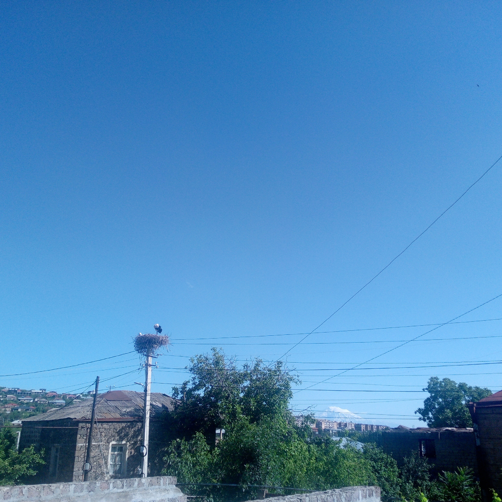 A wide shot shows a clear blue sky over a residential area. In the middle ground, a stork nest sits atop a utility pole, with two storks visible within it. Below the nest, a stone building with a corrugated metal roof is partially obscured by lush green trees. In the background, a hillside is dotted with houses, and further in the distance, a city skyline is visible with a snow-capped mountain in the far background. Several power lines crisscross the scene.