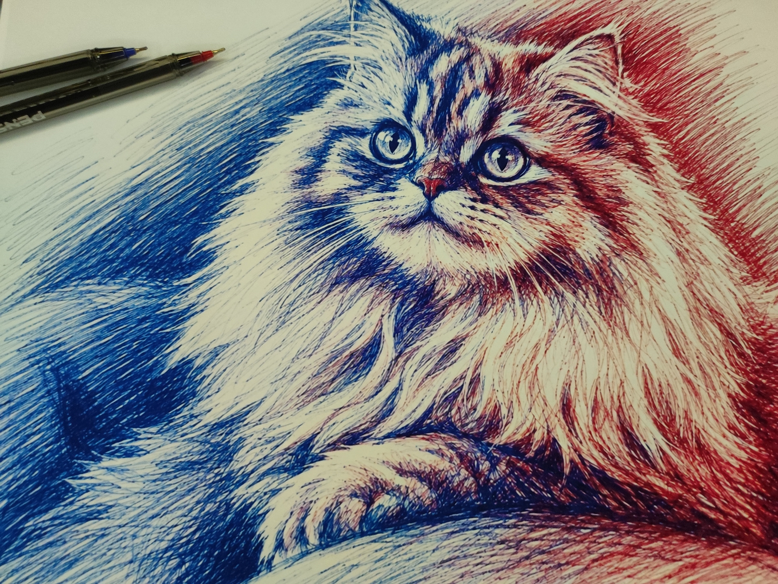 A close-up, eye-level, high-angle, full shot captures a fluffy cat rendered in blue and red pen strokes. The cat's face is centered, with its blue-tinged left side and red-tinged right side. Its large, expressive eyes are bright and detailed. The cat's fur is depicted with thousands of pen strokes, creating a textured and dynamic effect. The background is also filled with blue and red pen strokes, suggesting a vibrant and energetic atmosphere. Two black pens with visible blue and red tips lie in the upper left corner, suggesting they were used to create the artwork. The image is cropped closely, focusing entirely on the cat and the pens.