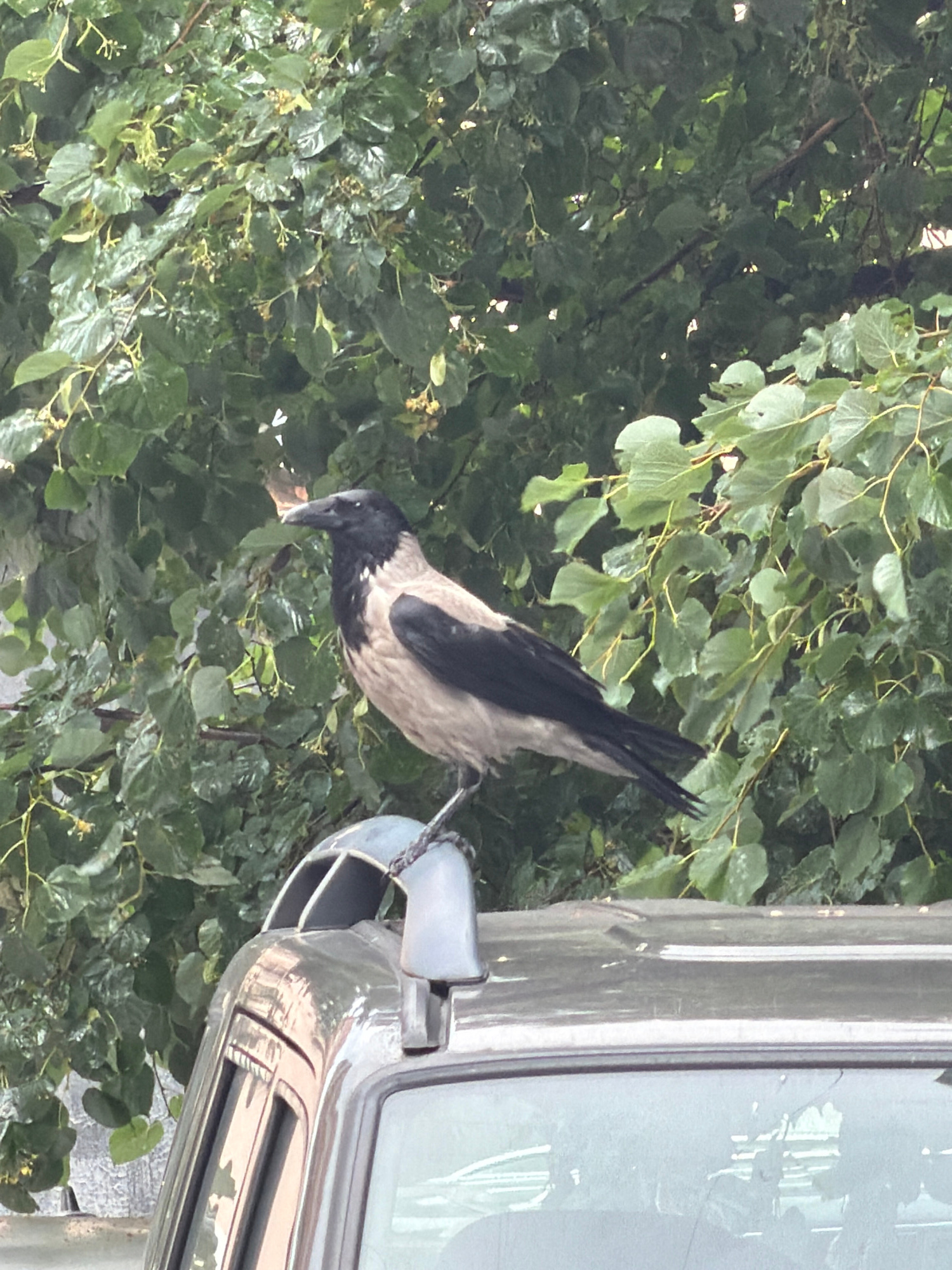 A hooded crow is perched on a branch of a tree with lush green leaves. The crow is looking down and appears to be pecking at something small in its beak. The background is filled with dense foliage, suggesting an outdoor setting, possibly a park or a street lined with trees. To the right of the crow, a portion of a metallic object, likely part of a street light or a signpost, is visible. The metallic surface reflects the surrounding environment, including some indistinct shapes and colors. The overall lighting suggests it is daytime, and the slightly muted colors might indicate overcast weather or a shaded area. The scene is captured from a slightly angled perspective, with the crow as the central focus. There are no people visible in the image. The setting appears to be an urban environment, given the presence of the metallic structure.