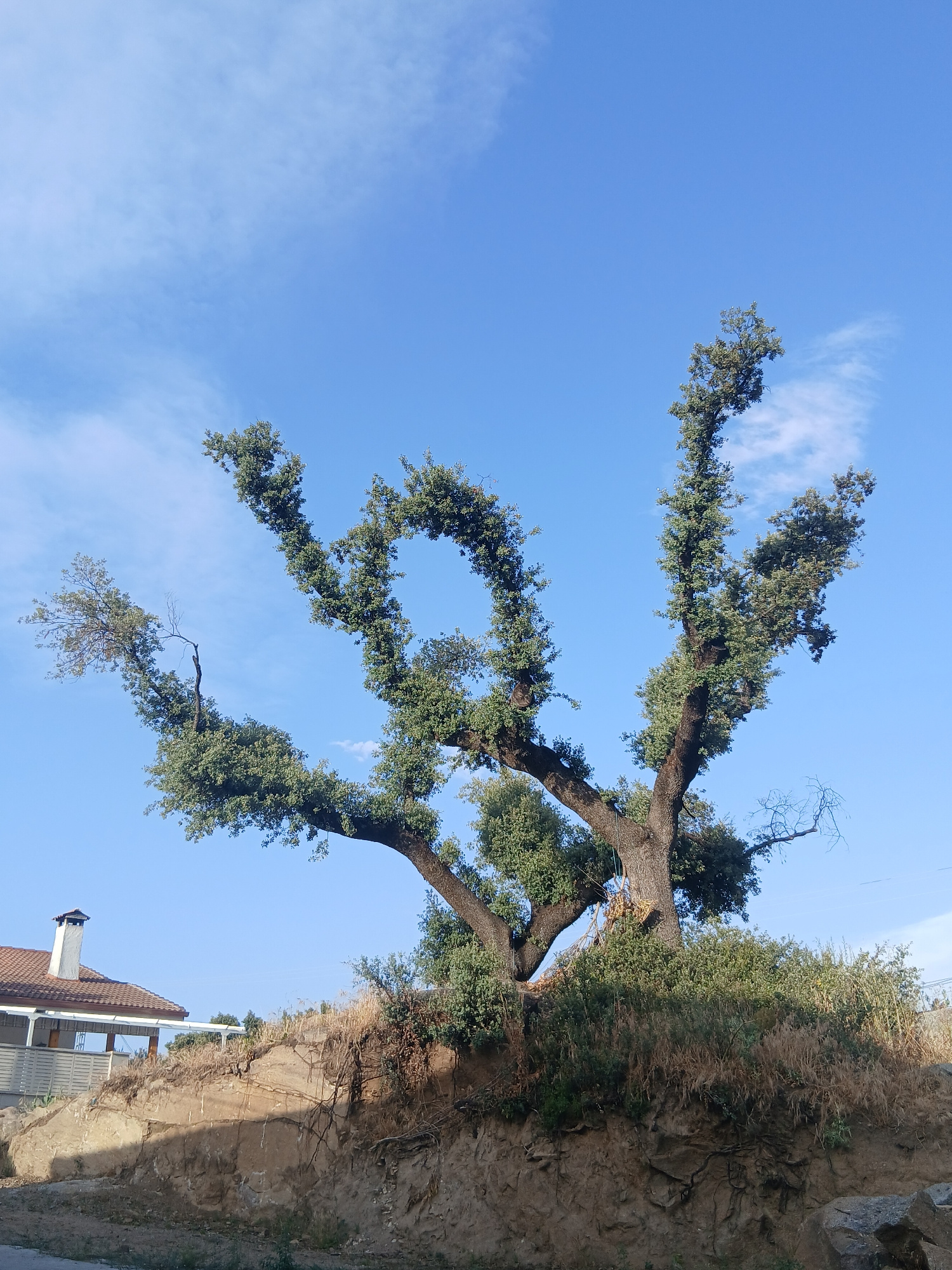 An ancient, gnarled oak tree with a thick trunk and wide, sprawling branches is the focal point of this outdoor scene. The tree's dark bark is rough and textured, and its numerous branches are covered in dense green foliage. The tree is situated on a dirt embankment, with dry grasses and smaller shrubs growing around its base and on the slope. In the background, a house with a tiled roof and a white chimney is visible. The sky is a clear, vibrant blue with a few wispy clouds. The scene appears to be in Navaluenga, Spain.