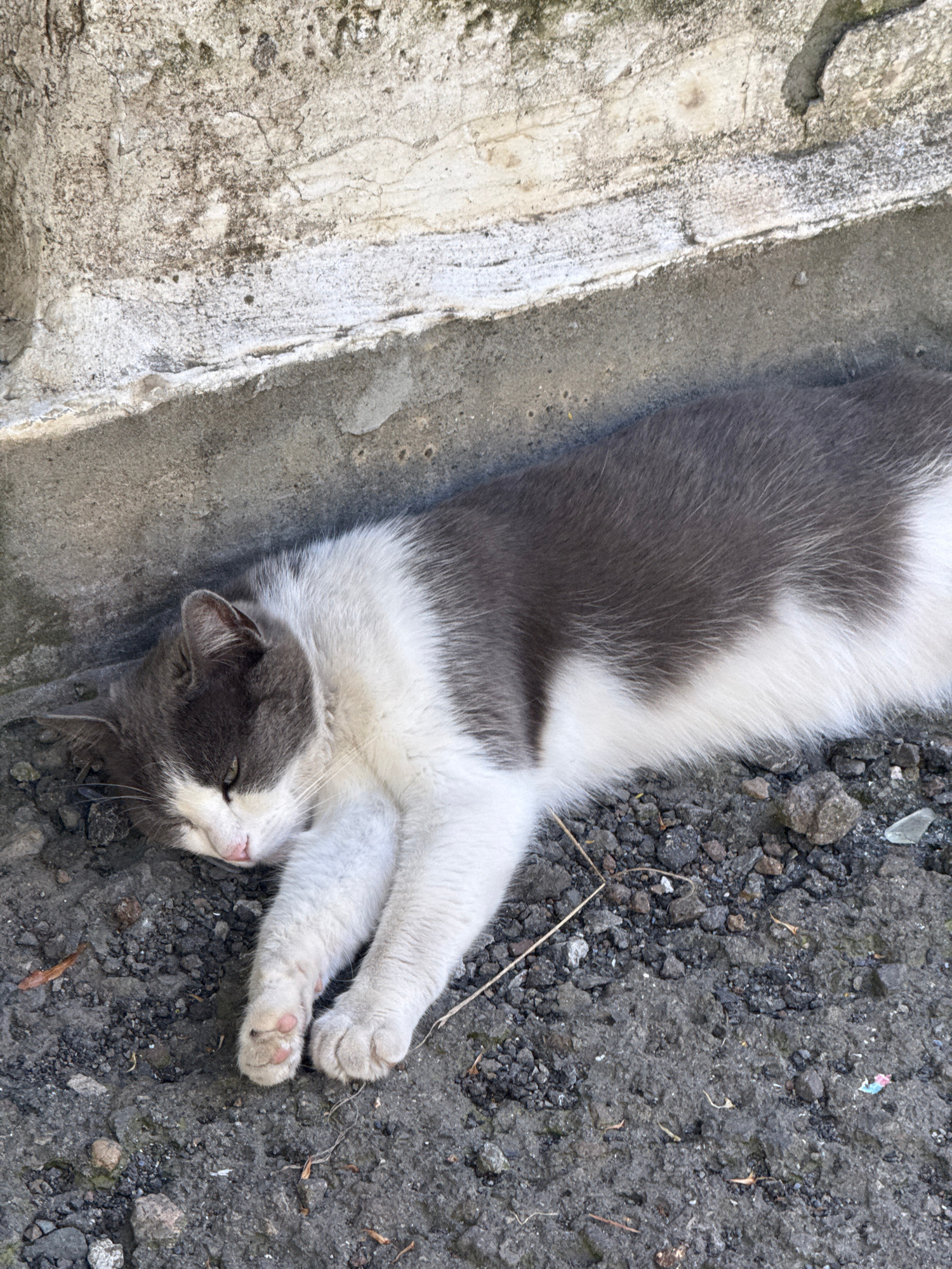 A gray and white domestic shorthair cat is lying on its side on dark, rocky ground. The cat's eyes are closed, and its head is resting on its paws. The cat's body is mostly gray on its back and head, with white fur on its chest, belly, and legs. The cat appears to be sleeping or resting.
The cat is positioned in front of a weathered concrete structure. The concrete appears to be aged and stained, with a rough texture and some cracks visible. The ground beneath the cat is composed of dark gravel and small stones.
The lighting suggests it is daytime, with sunlight casting shadows. The overall scene depicts a common urban environment, likely a quiet outdoor space in a city.
While the image is from Burgas, Bulgaria, the specific location within Burgas cannot be determined from the visual information alone. The scene is devoid of any specific landmarks or identifying features that would pinpoint its exact location within the city.