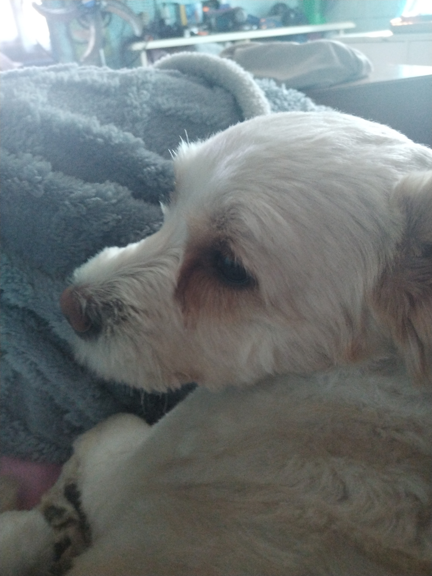 A close-up, profile view of a light-colored dog is captured indoors. The dog, possibly a Shih Tzu or a similar breed, is lying on a soft, gray blanket or bed. Its fur is fluffy and appears to be light cream or white with some tan markings around its eyes and nose. The dog's eye is dark and visible in profile, and its nose is a dark pinkish-brown. The background is blurred but suggests an indoor setting with furniture and possibly a window with light filtering in. There is no indication of the dog's location within the city of Ammos, Greece.