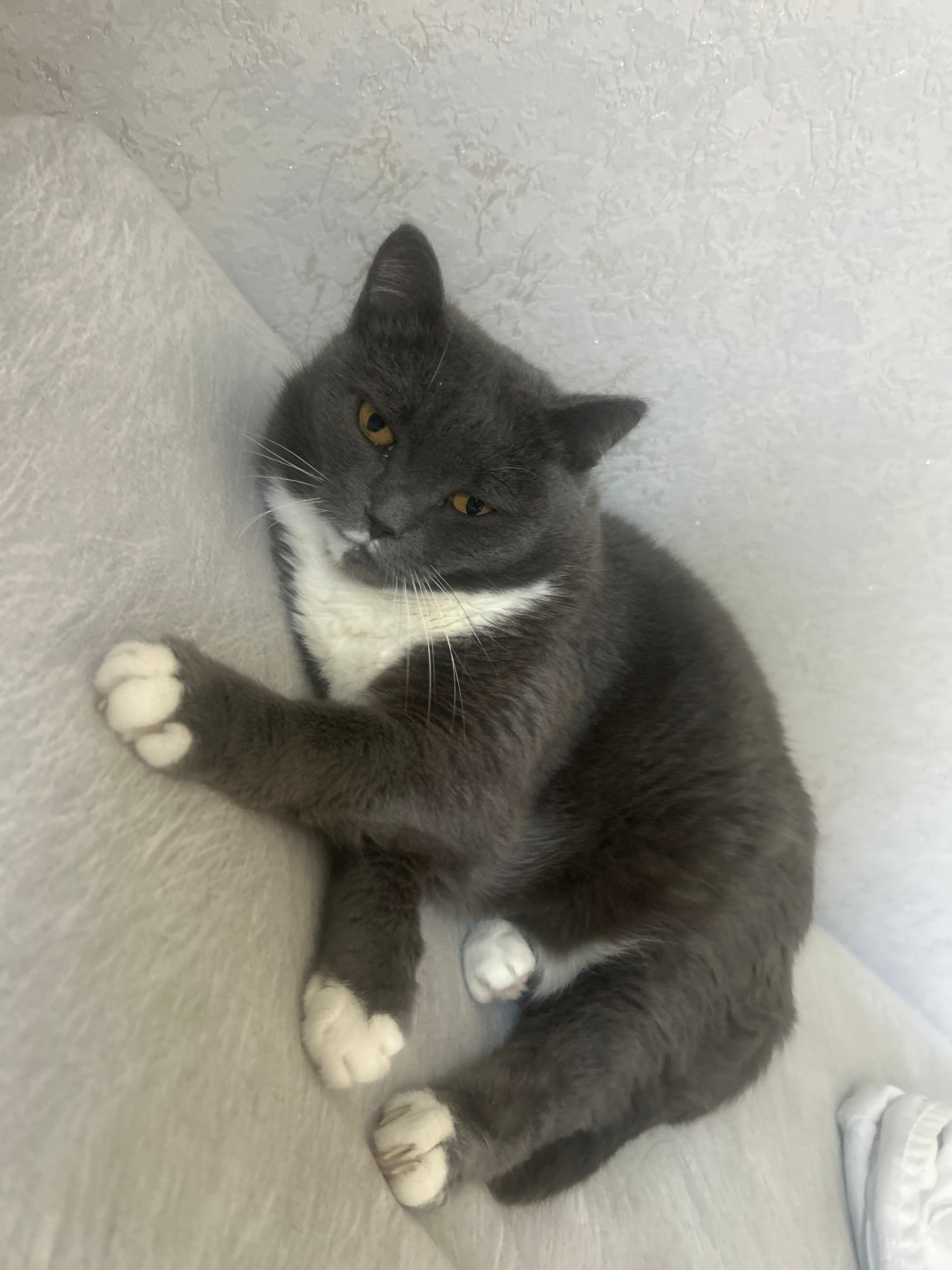 A grey and white cat is lying on a textured, light-colored surface, possibly a couch or bed. The cat is facing towards the camera, with its head slightly tilted. Its eyes are open and appear to be yellow. The cat's fur is short and dense, with white markings on its chest and paws. The background is a light-colored, textured wall. There are no people or any other animals visible in the image. The image appears to be an indoor photograph. There is no discernible information to suggest the location is the city of Omsk, Russia.
