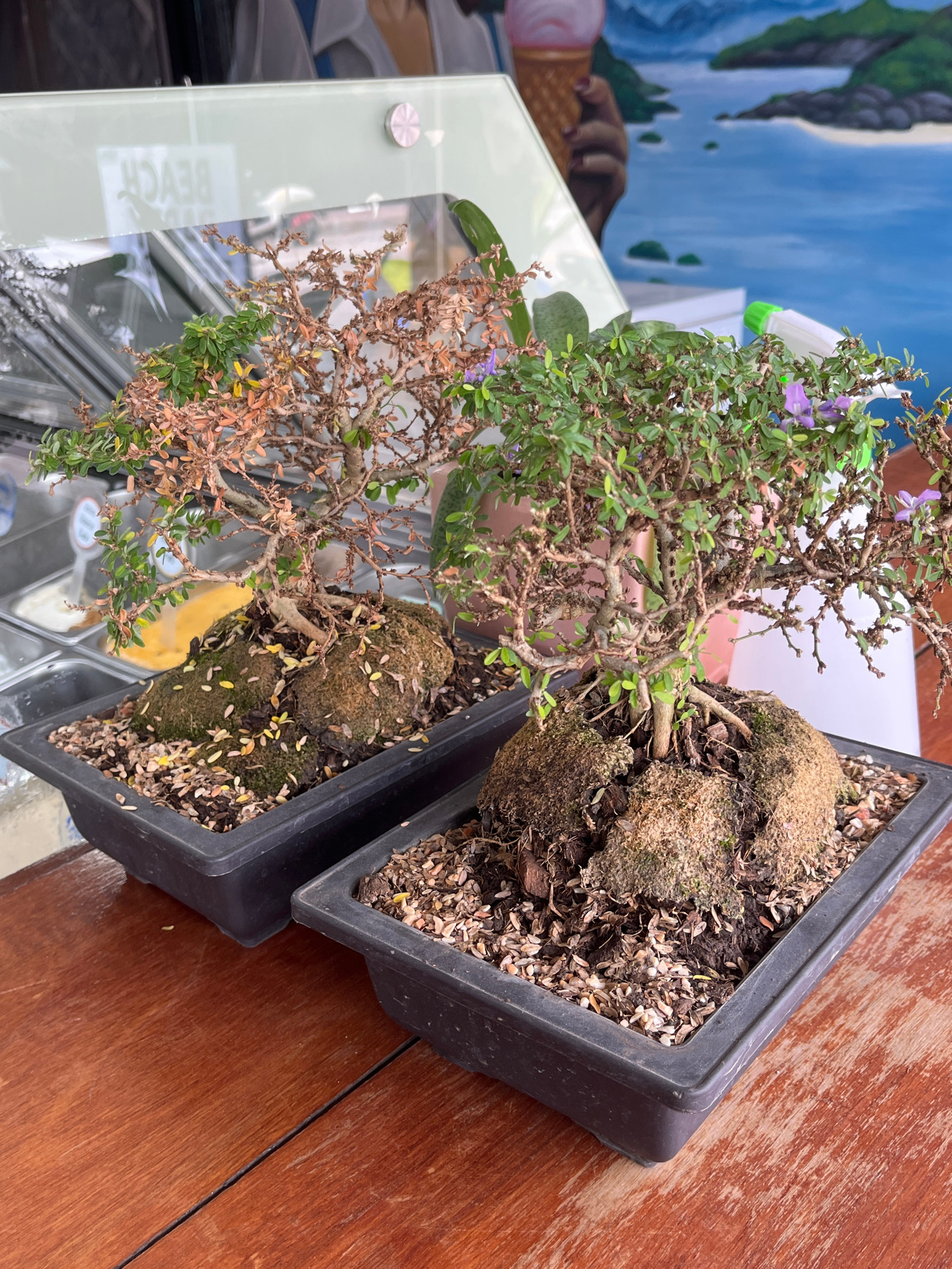 Two bonsai trees in black rectangular pots sit on a wooden table. The tree on the left is partially brown and appears to be dying, while the tree on the right has vibrant green leaves and small purple flowers. The pots are filled with moss and loose soil. Behind the trees, a glass counter reflects a sign that says "BEACH". The background shows a mural of islands and water, with an ice cream cone in the upper right corner. The scene suggests an outdoor setting, possibly a cafe or shop in ตำบลเกาะพะงัน, Thailand.