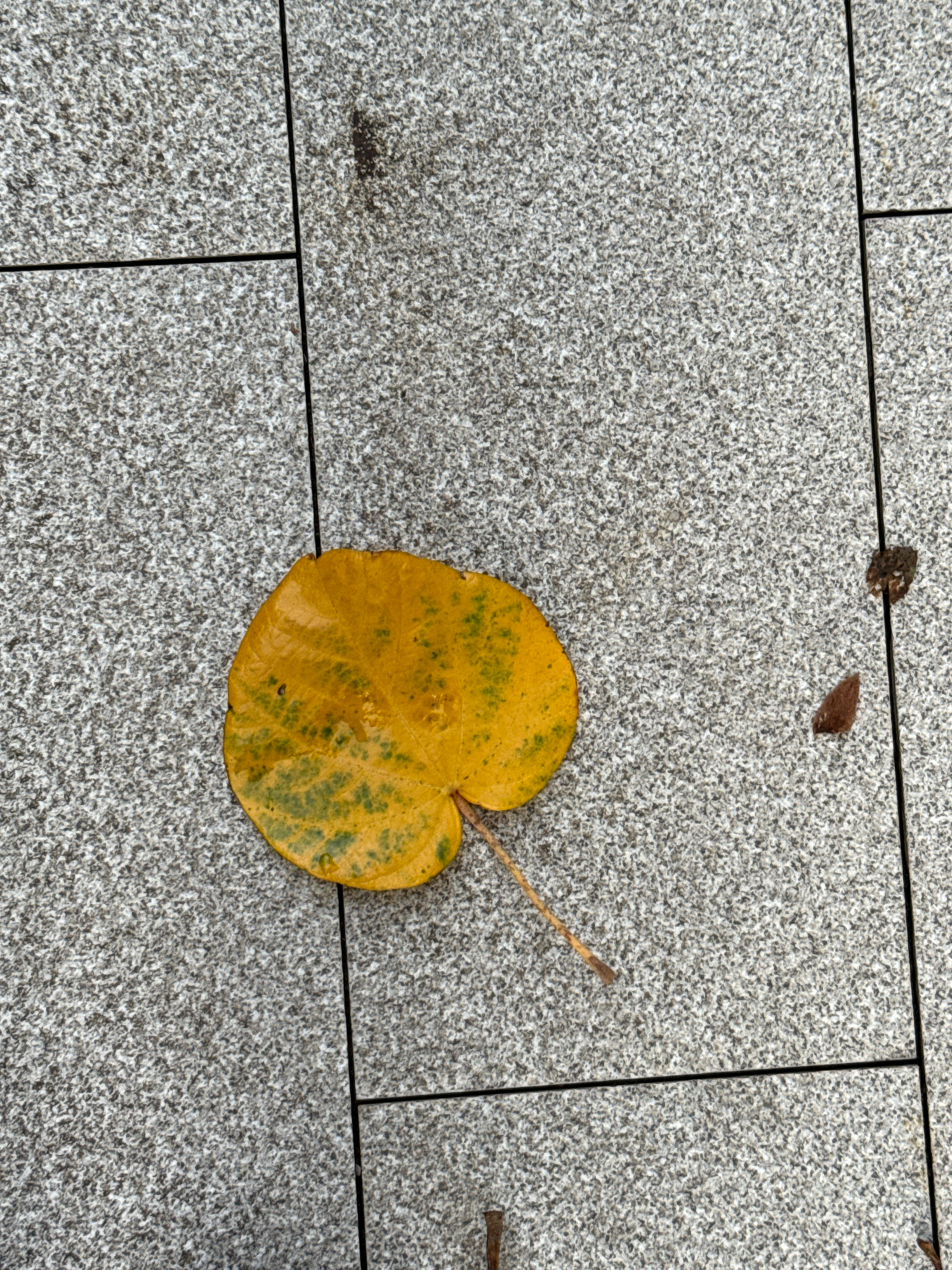 An overhead shot captures a single, bright yellow leaf with scattered green patches resting on a speckled grey tiled surface. The tiles appear to be large and square, laid out in a grid pattern with thin black grout lines. A delicate, thin stem extends from the leaf. The leaf is the primary subject, positioned slightly off-center to the left. The environment suggests an outdoor urban setting, possibly a pathway or plaza in Huizhou, China, indicated by the modern, uniform tiling. No people or animals are visible in the frame. The lighting appears natural, casting subtle shadows.