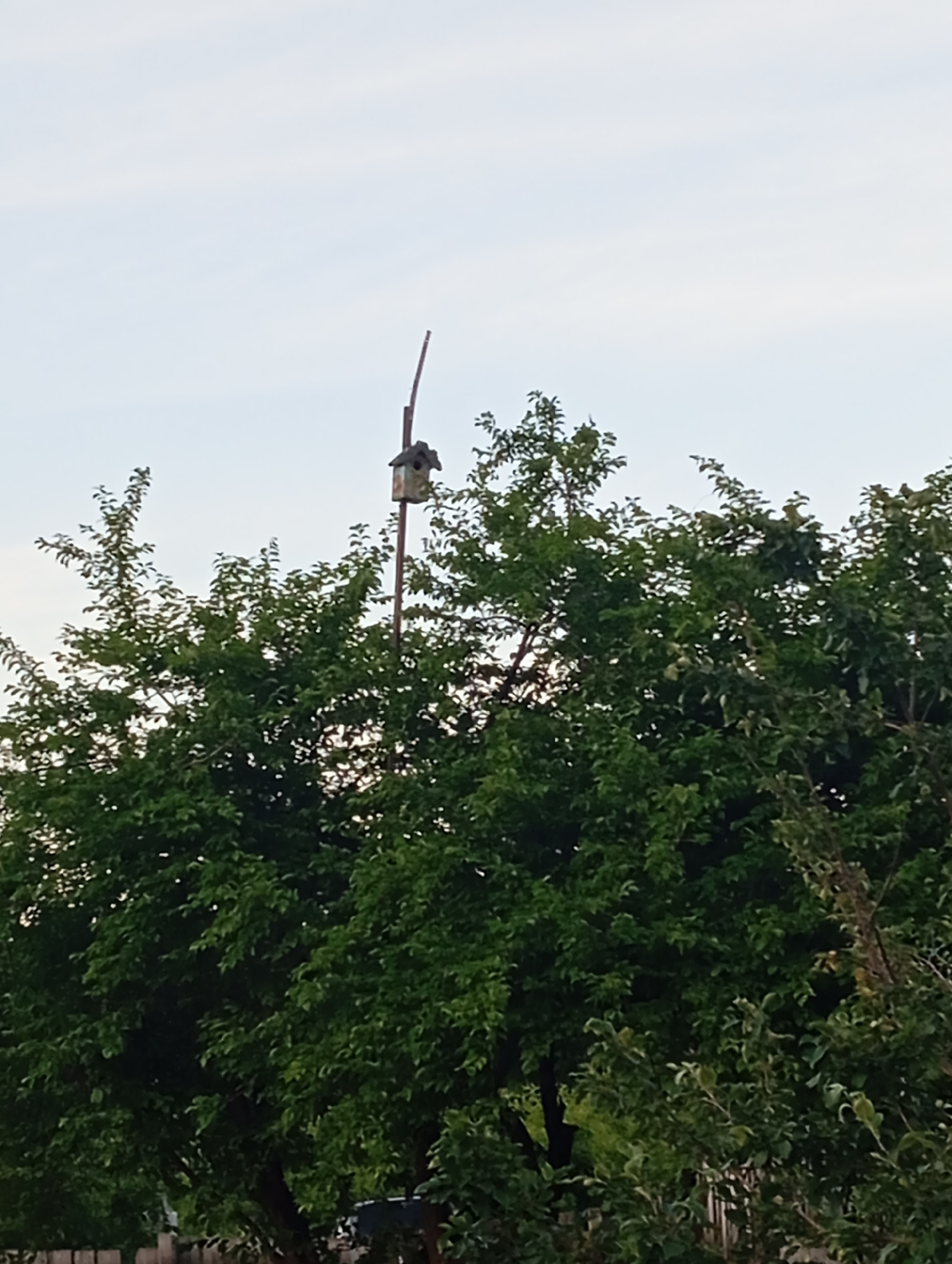 The image captures a birdhouse perched atop a tall, thin post, surrounded by lush green trees. The birdhouse, made of wood, appears weathered and is angled slightly to the right, with a small opening visible. A single bird is perched on the roof of the birdhouse. The trees are dense and full of leaves, suggesting a warm season, possibly late spring or summer. The sky above is a pale, overcast gray, indicating a cloudy day. The lower portion of the image shows the tops of more trees and a hint of a wooden fence. The overall scene evokes a sense of nature and tranquility, with the birdhouse serving as a point of interest in the natural setting. There is no visible text in the image.