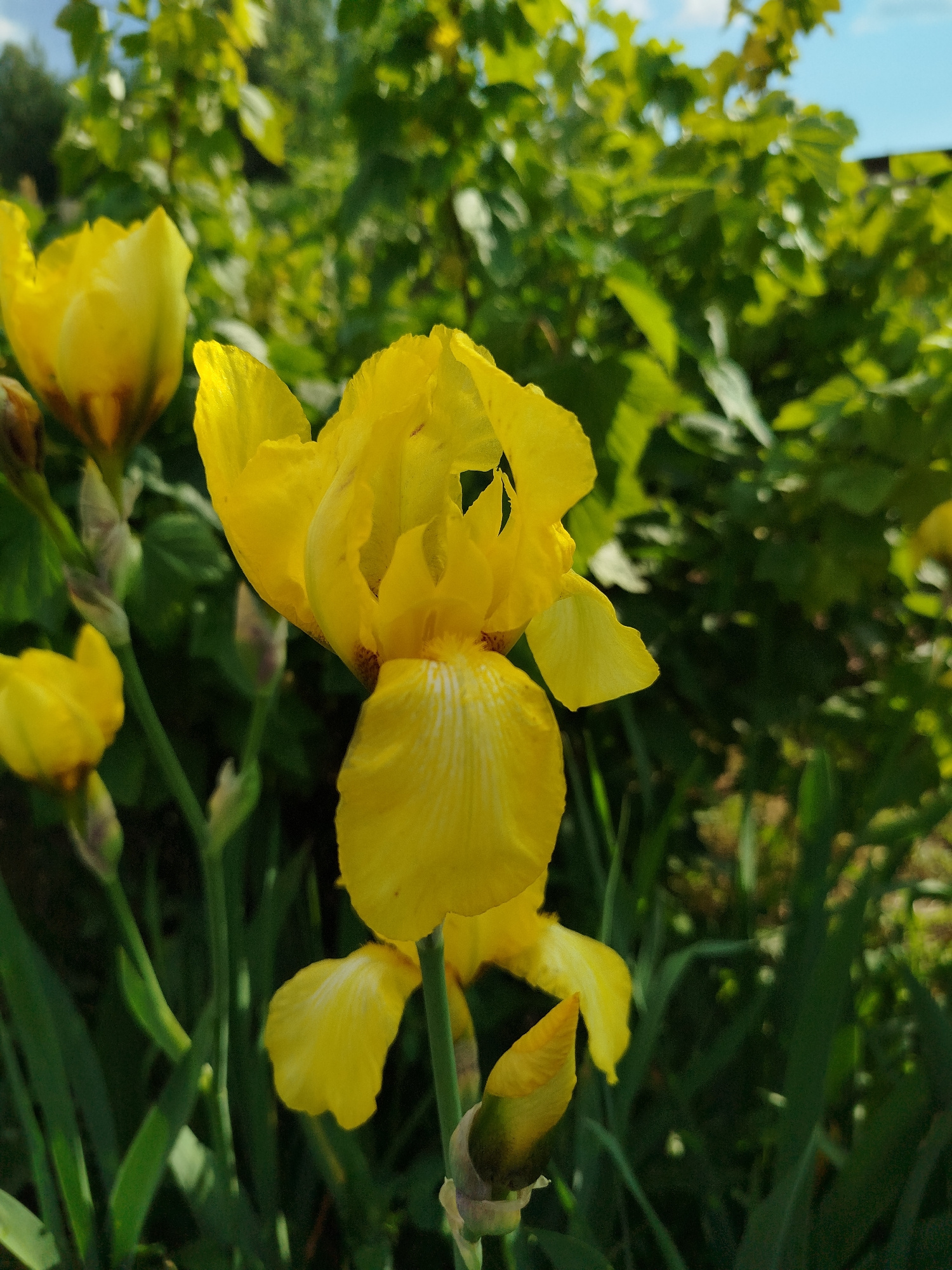 In a garden setting, a close-up shot focuses on several bright yellow iris flowers in bloom. One prominent iris, in the foreground, displays its delicate petals and intricate markings. The background is a blur of green foliage and a hint of blue sky, suggesting a sunny day. The composition is dominated by the vibrant yellow of the flowers, with the surrounding greenery providing a contrasting backdrop.