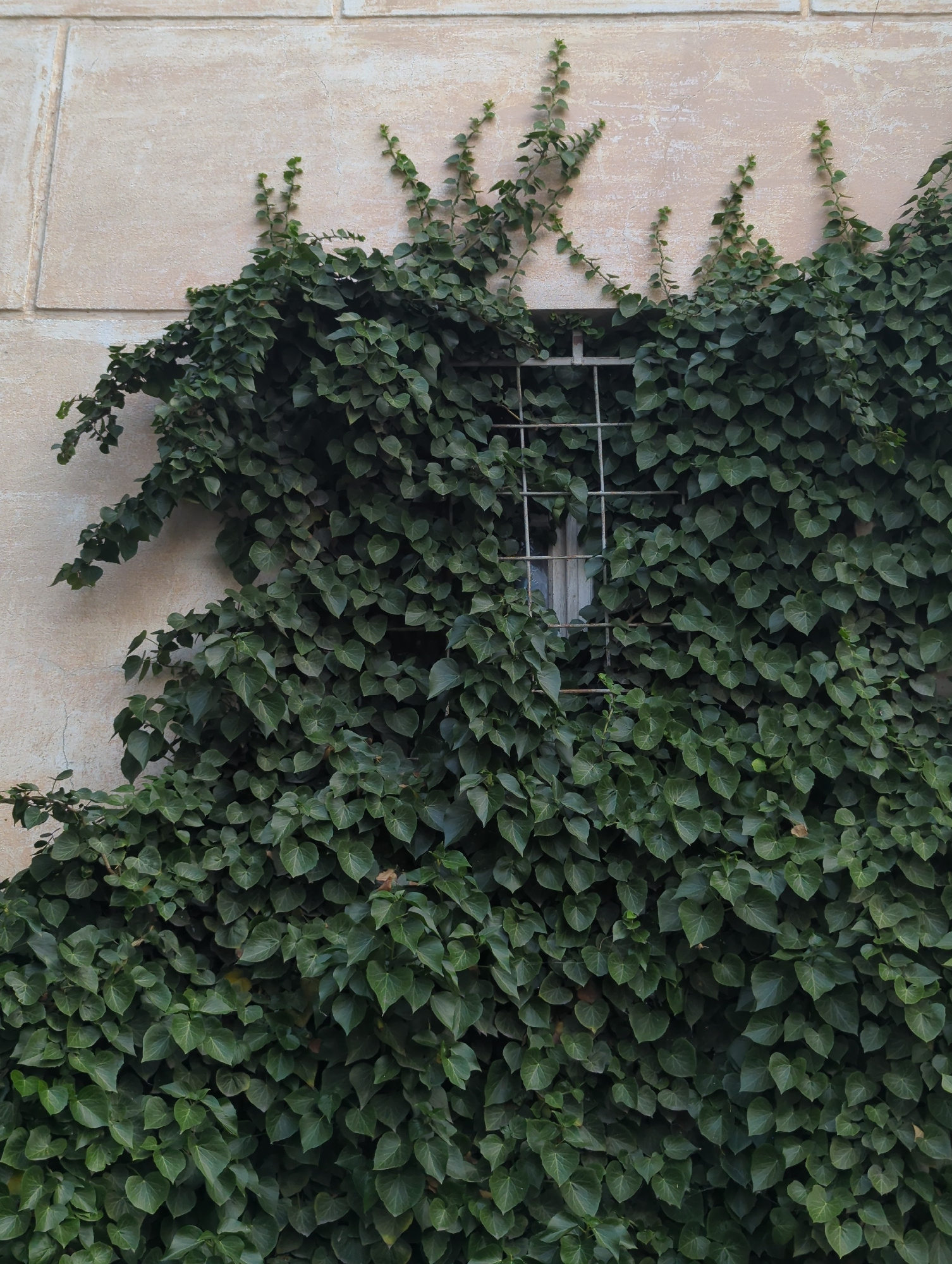 The image shows a section of a building facade in Novorossiysk, Russia, covered in dense green ivy. A small, barred window is partially visible behind the foliage, with a glimpse of a pale curtain or blinds. The wall itself is textured and appears to be made of light-colored stone or stucco. The ivy vines are growing outwards from the wall, with some tendrils reaching towards the top of the frame. The lighting suggests it is daytime.