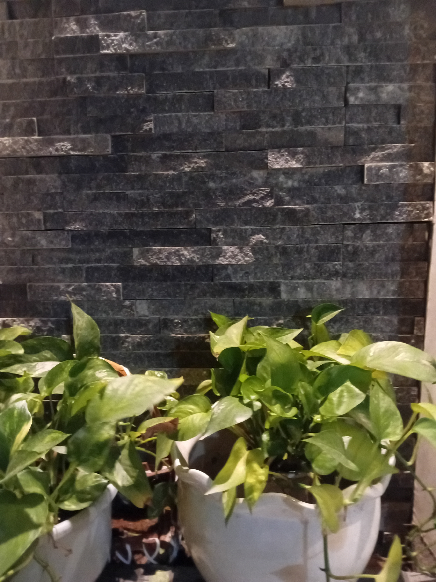 The image depicts a close-up view of a wall covered with stacked, rectangular, dark gray stone tiles. The tiles have a rough, textured surface with variations in color and pattern, suggesting natural stone. To the right of the tiled wall, a lush green plant with large, heart-shaped leaves is visible. The plant appears to be growing in a white ceramic pot, a portion of which is visible in the frame. The plant's leaves are vibrant and healthy, with some showing lighter green or yellow variegation. The lighting suggests an indoor setting or an area with artificial lighting, as there are strong highlights on the stone tiles and the leaves of the plant. The image composition is primarily focused on the texture of the wall and the organic form of the plant. No people, text, or specific activity are discernible. The scene appears to be static and decorative. Given the context of Đà Nẵng, Vietnam, this could be a detail from a building's facade, an interior design element, or a garden feature.