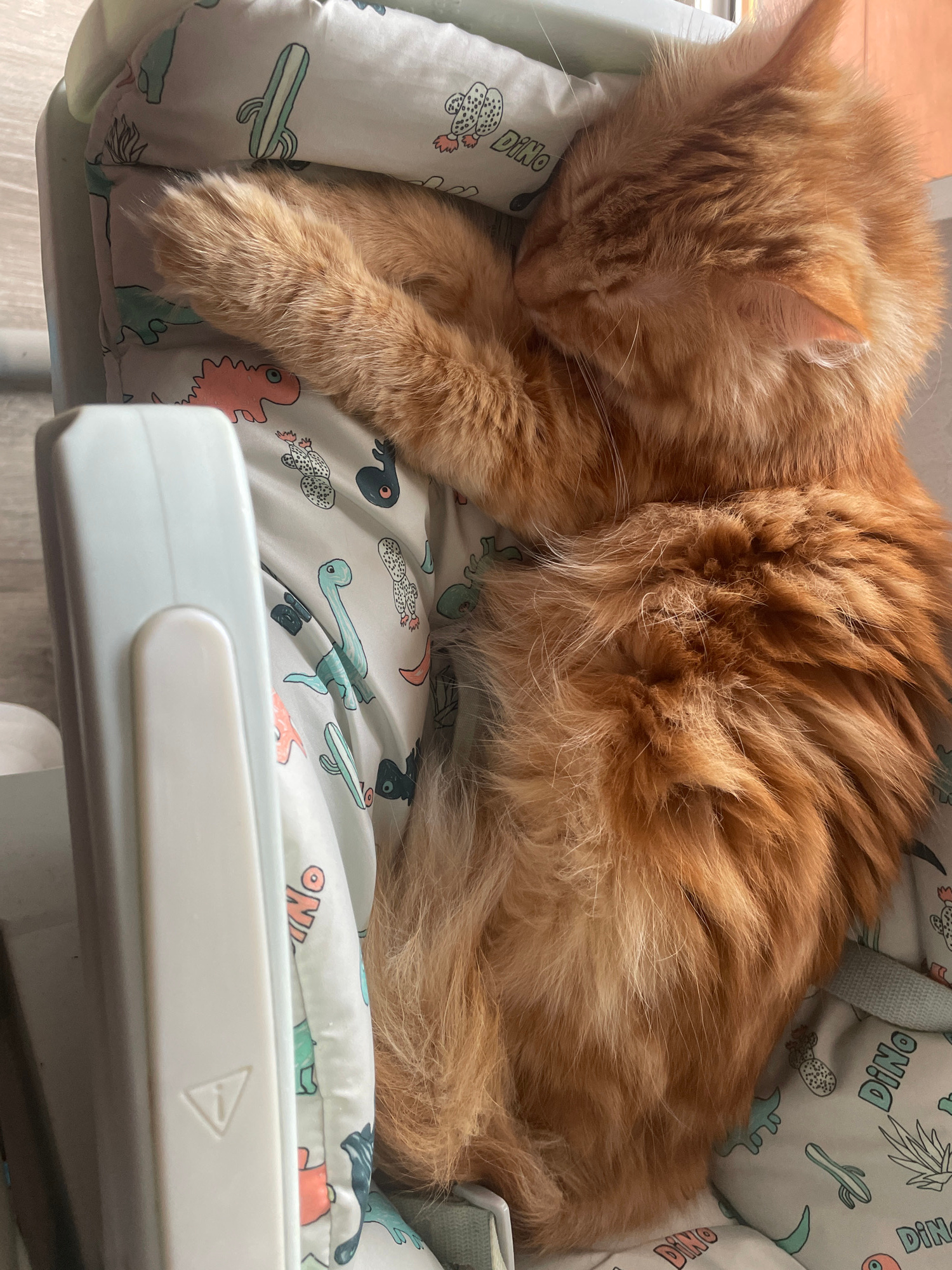 An orange, fluffy cat is sleeping curled up on a white and gray patterned blanket. The blanket has various illustrations of cartoon dinosaurs and cacti. The cat's fur is a mix of orange and lighter orange tones, with some white whiskers visible. Its eyes are closed, and its head is tucked in, suggesting it is deeply asleep and comfortable. The scene appears to be indoors, possibly in a high chair or a similar soft resting place, given the white plastic edge visible in the foreground. The lighting suggests it might be daytime, but the specific time is not clear. No people are visible in the image. The visible text on the blanket reads "DINO" multiple times.