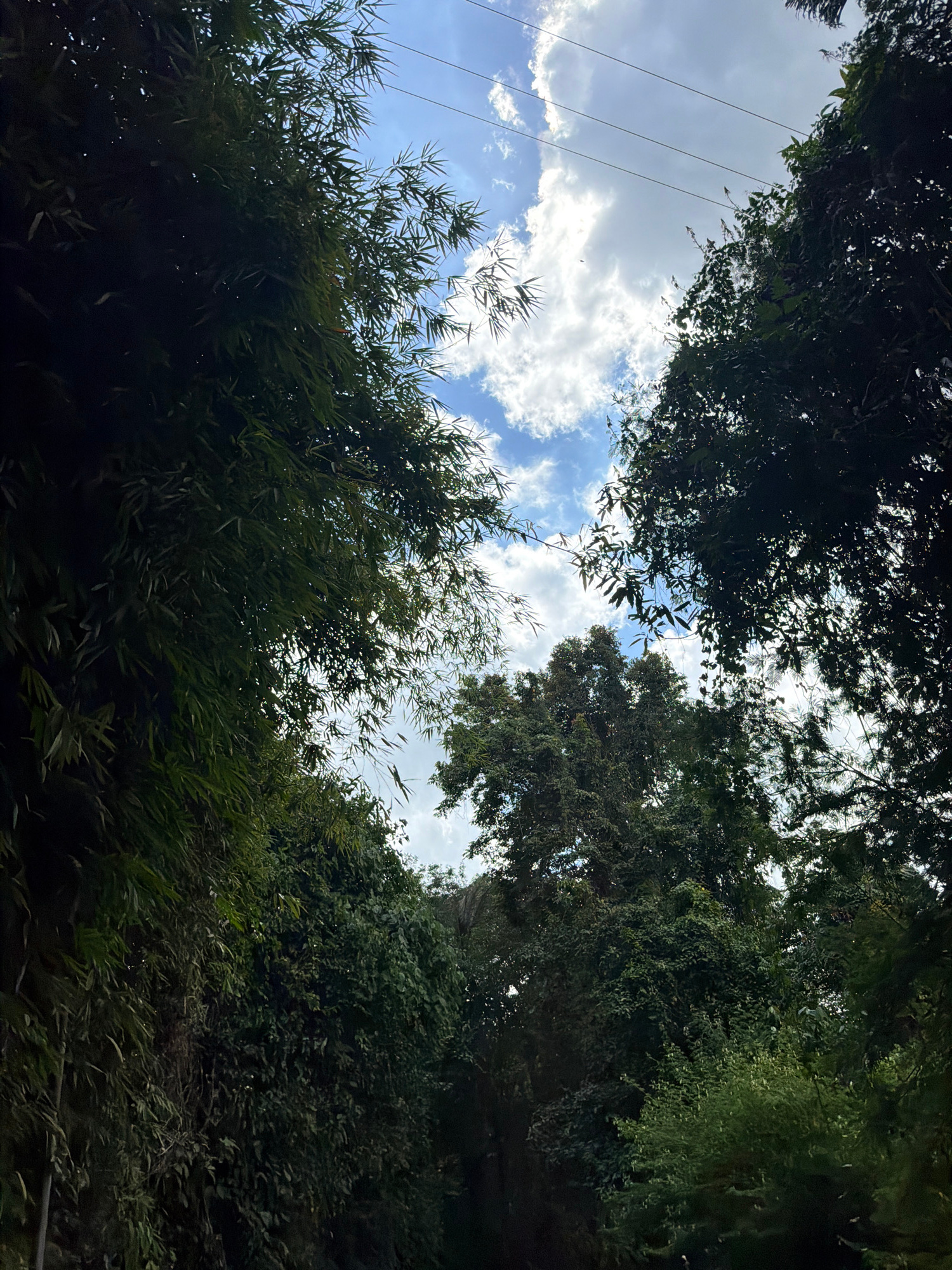 This is a low-angle, outdoor shot looking up at a dense canopy of trees and bamboo against a bright sky with white clouds. The foliage is lush and green, creating a natural tunnel effect. Power lines are visible crossing the sky. The scene is located on Jalan Raya Petang-Singapadu in Petang, Bali, Indonesia.