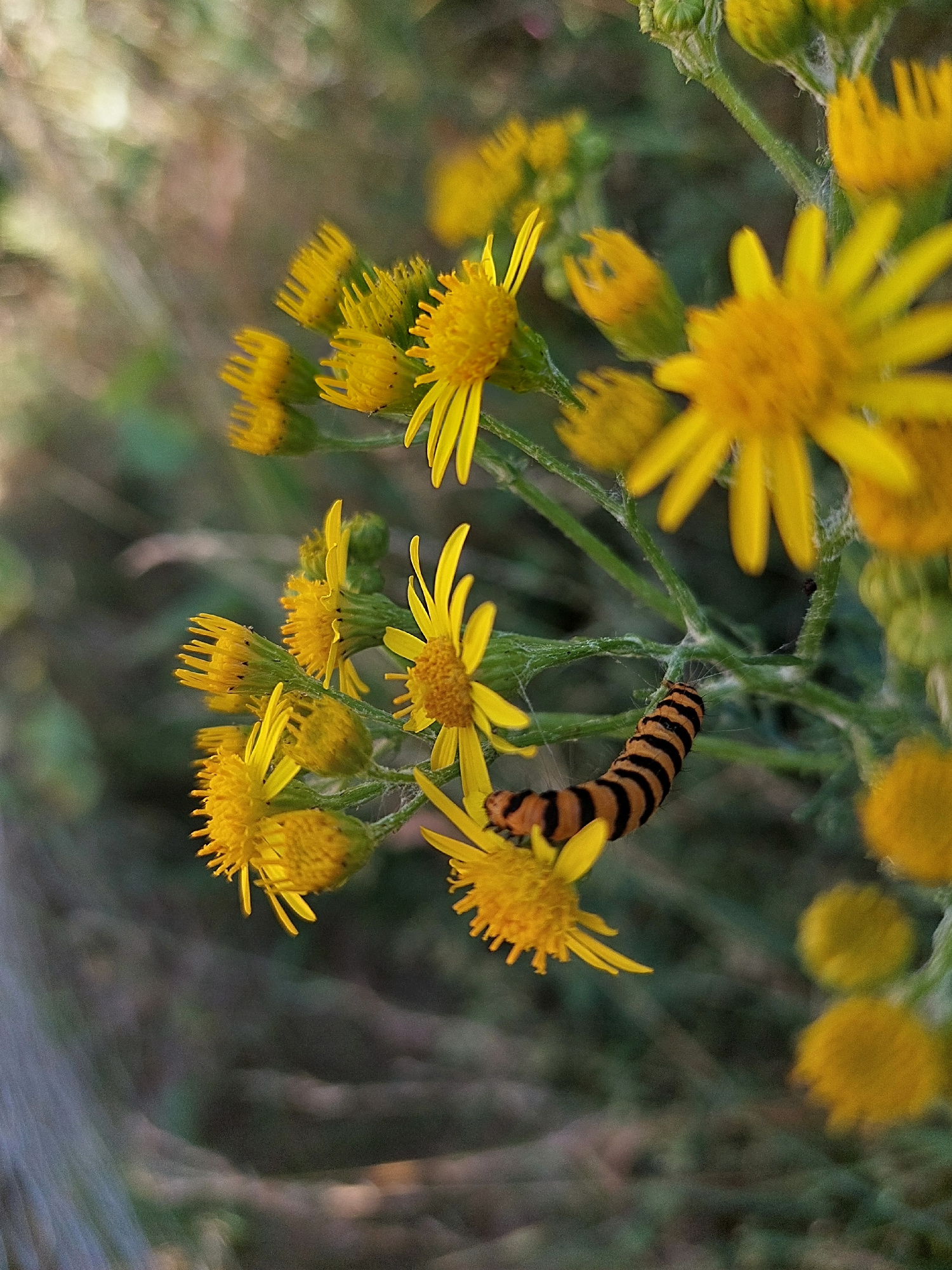 An extreme close-up, high-angle shot captures a caterpillar with black and orange stripes traversing a cluster of yellow wildflowers. The caterpillar is positioned on the right side of the frame, its body curved as it moves across a bloom. The flowers, some in focus and others blurred, exhibit delicate yellow petals. The background is a soft blur of greens and browns, suggesting an outdoor, natural setting. The image is vertically oriented. The location is unknown.