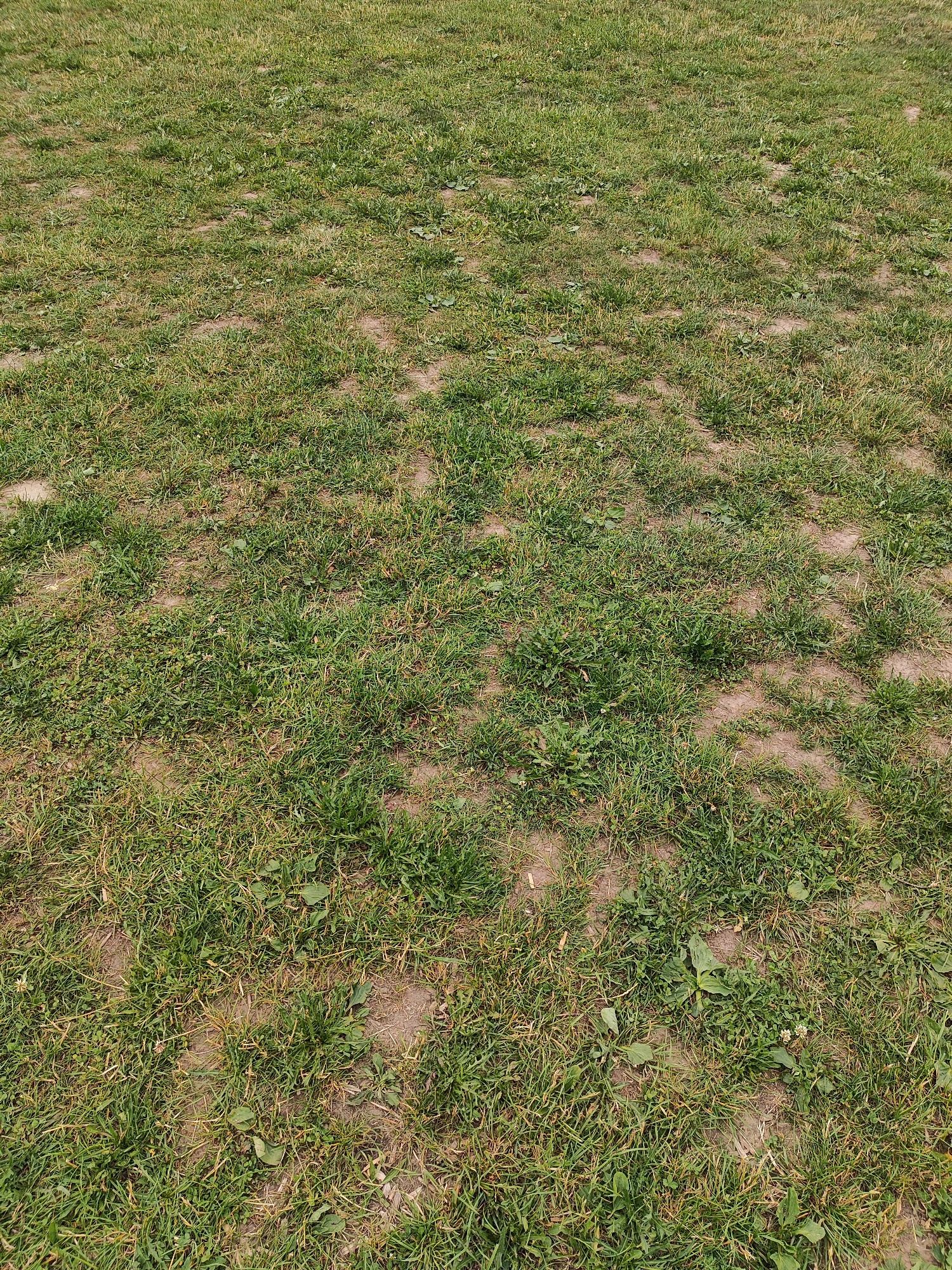 The image displays a patch of uneven, sparsely vegetated ground, characteristic of a lawn or a field in an outdoor environment. The surface is a mixture of green grass, dry brown patches, and exposed soil. There are several small weeds and broadleaf plants scattered throughout. The lighting suggests it is daytime, with a natural, diffused light source. The scene appears to be a naturalistic, unmanicured area. There are no people, animals, or man-made structures visible. The image likely depicts an area within the city of Diedorf, Germany, given the prompt's context, but no specific landmarks or identifying features of Diedorf are present in the image itself.