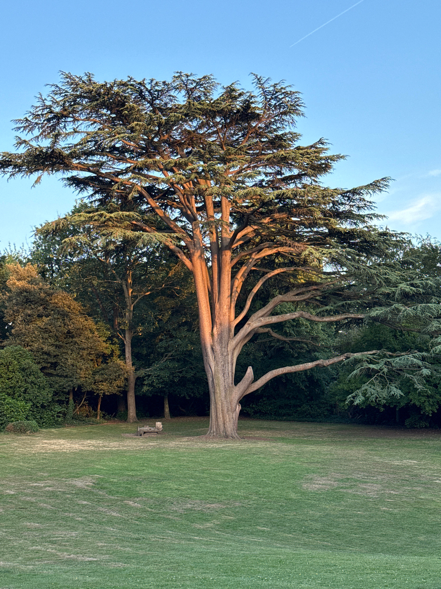 A large, mature tree with a thick trunk and spreading branches dominates the center of the image. The tree is a coniferous species, likely a Cedar of Lebanon, with dense, green foliage. The trunk and some of the lower branches are illuminated by warm, golden sunlight, suggesting it is either early morning or late afternoon. The tree stands in a large, open, mown grassy area. In the background, behind the main tree, there is a dense line of dark green trees and foliage, creating a woodland backdrop. To the left of the main tree, a small wooden bench or picnic table is visible on the grass. The sky above is a clear, pale blue with a faint white contrail from an airplane visible in the upper right quadrant. The overall impression is of a peaceful, natural scene within a park or garden. The specific location in London, United Kingdom, is not discernible from the visual elements of the image alone.