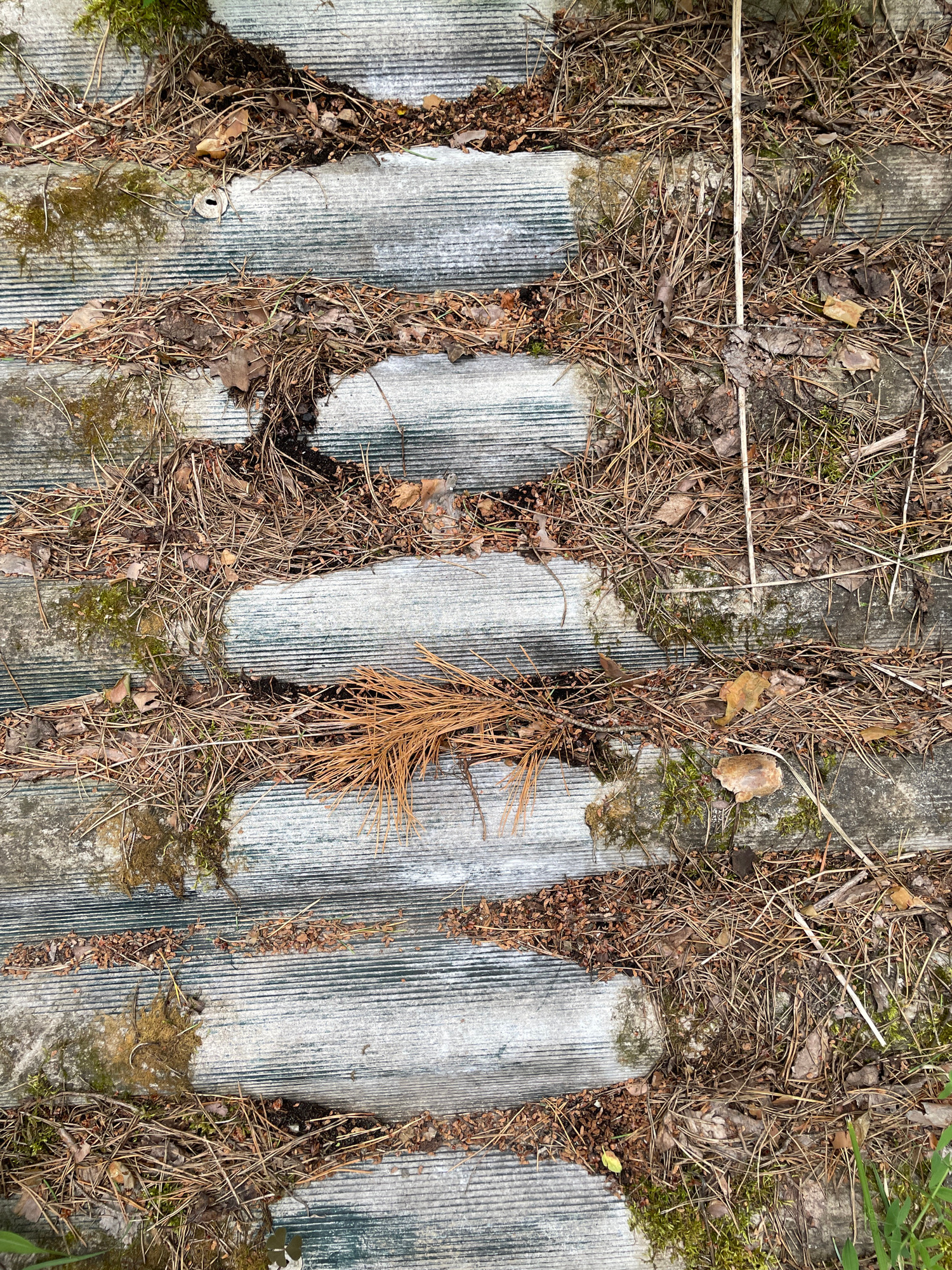 An overhead, eye-level medium shot shows a weathered, corrugated surface covered in pine needles, dried leaves, and moss. The surface is composed of individual planks or sections, each with parallel grooved lines running horizontally. These sections appear to be made of a material resembling aged concrete or fiber cement. The gaps between these sections are filled with a dense layer of organic debris, primarily dry pine needles, with some larger dried leaves and patches of green moss. A thin, light-colored twig runs diagonally across the upper right portion of the frame, intersecting with the textured surface. The lighting suggests an outdoor environment with diffused daylight, casting no distinct shadows. The scene conveys a sense of neglect and natural decay.
