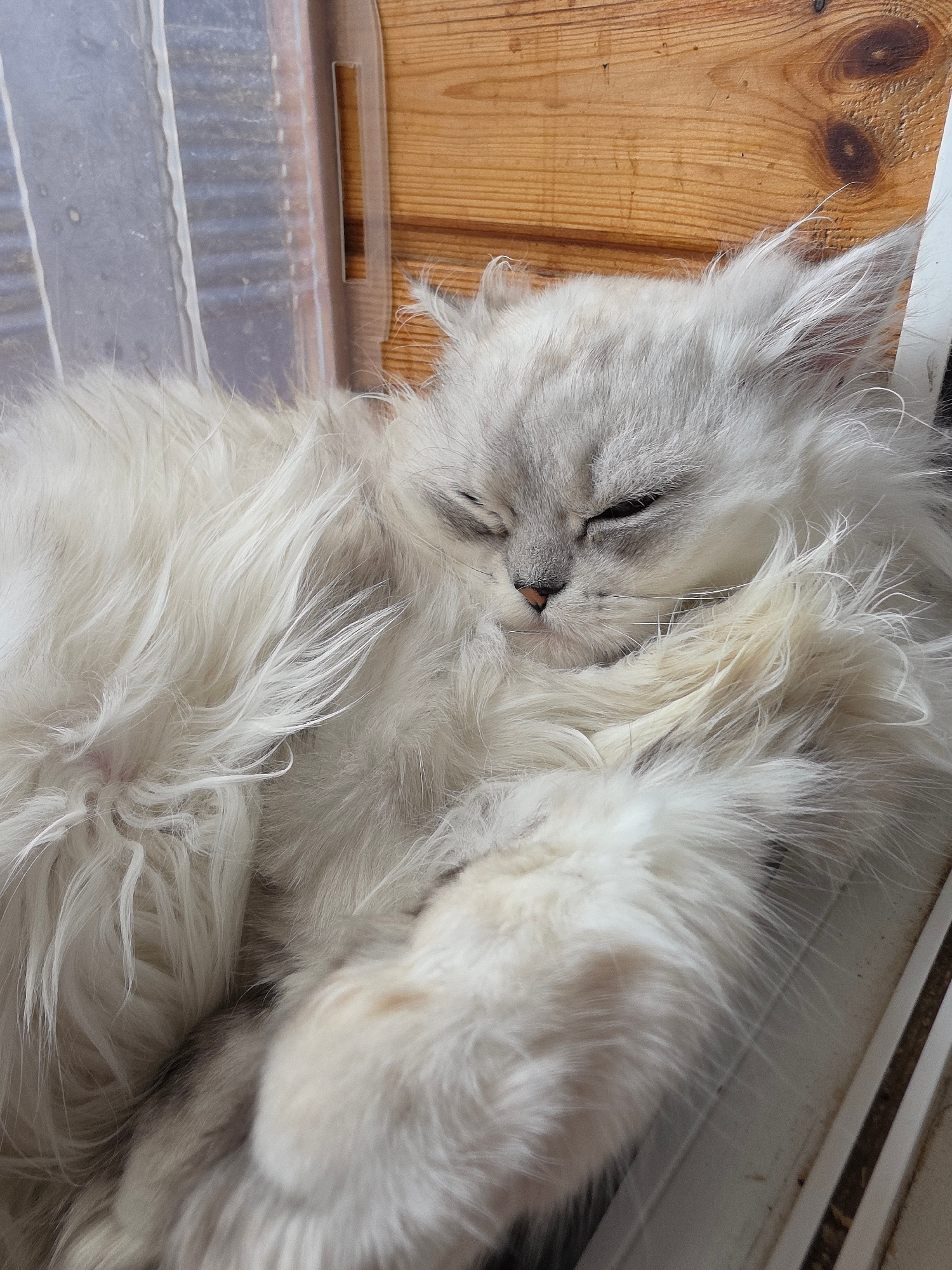 A fluffy, light-colored Persian cat is sleeping curled up on its side. The cat's eyes are closed, and its face is partially obscured by its fur. The cat's paws are tucked in close to its body. The background consists of a clear plastic container and a wooden surface. The scene appears to be indoors, possibly in a home. There is no indication of a specific location in Novocheboksarsk, Russia.
