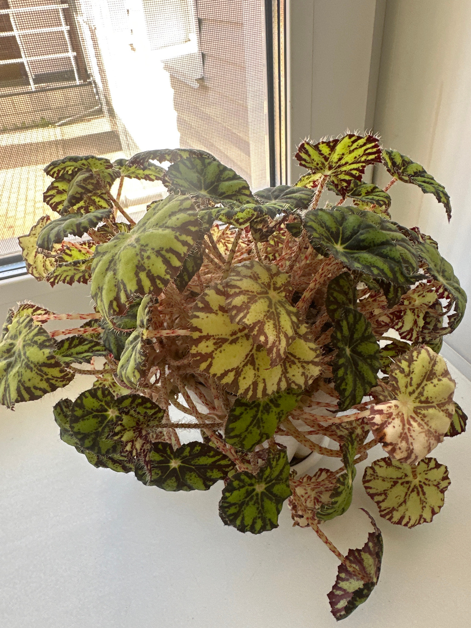 An overhead, medium shot captures a potted begonia plant with striking, patterned leaves featuring green, chartreuse, and dark red markings. The plant is situated on a white surface, likely a windowsill, with a window and window screen visible in the background. Sunlight streams through the screen, casting a bright glow and obscuring details of the outside view. The environment suggests an indoor setting, possibly a home or office in Novoaltaysk, Russia, given the window screen and lighting conditions typical of this region. No people or actions are depicted.