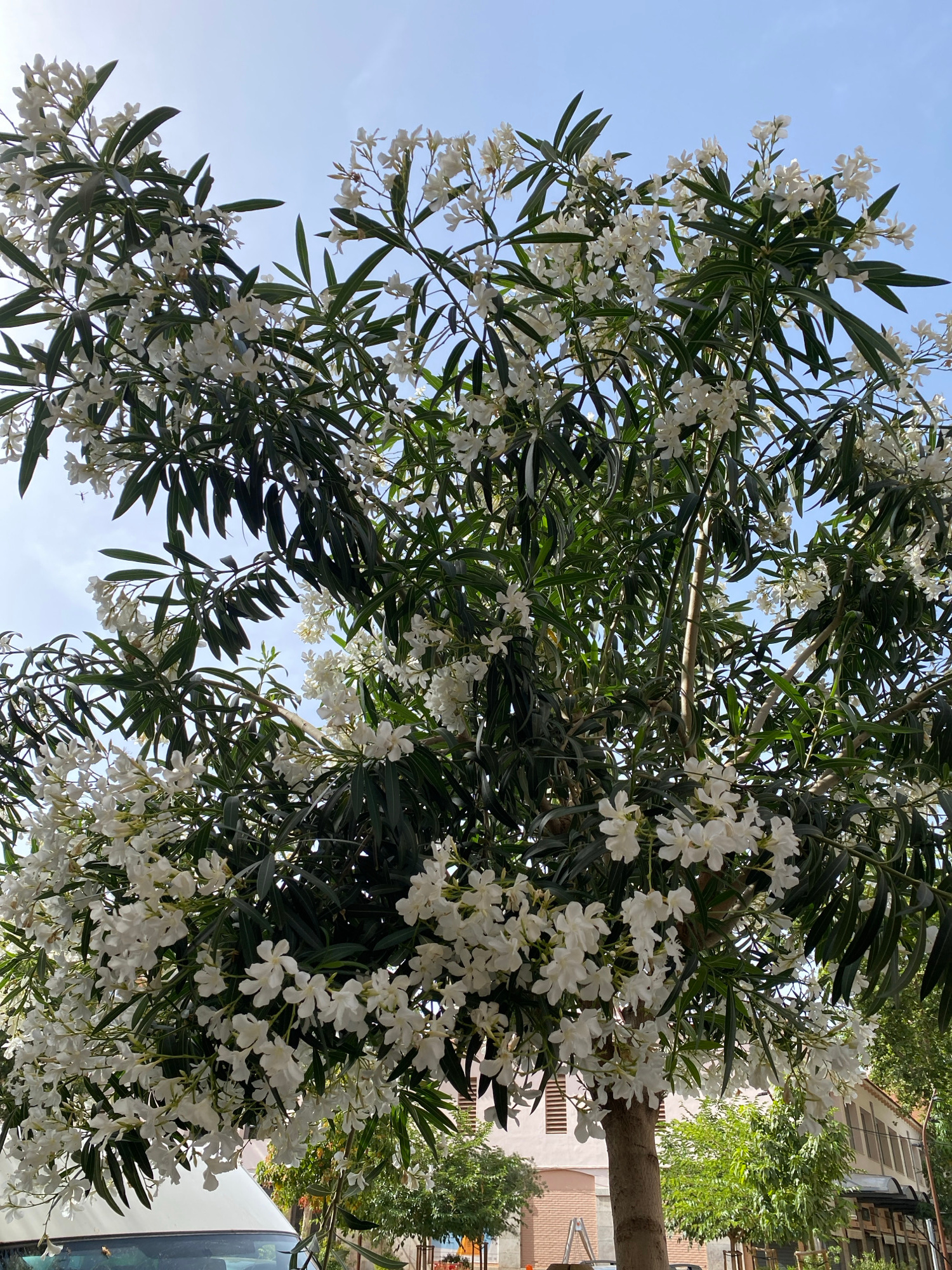 A full shot captures an oleander tree adorned with numerous white blossoms against a bright blue sky. The tree's dark green leaves are interspersed with clusters of small, white, star-shaped flowers. The trunk of the tree, with its rough bark, is visible towards the right side of the frame. In the background, a two-story building with a light-colored facade and red-tiled roof is partially obscured by the foliage. A sliver of a white van is visible in the lower left corner, and other trees and urban elements are discernible in the distance. The scene appears to be set in an outdoor urban environment, likely in Valencia, Spain, given the architectural style and commonality of oleander trees in the region.