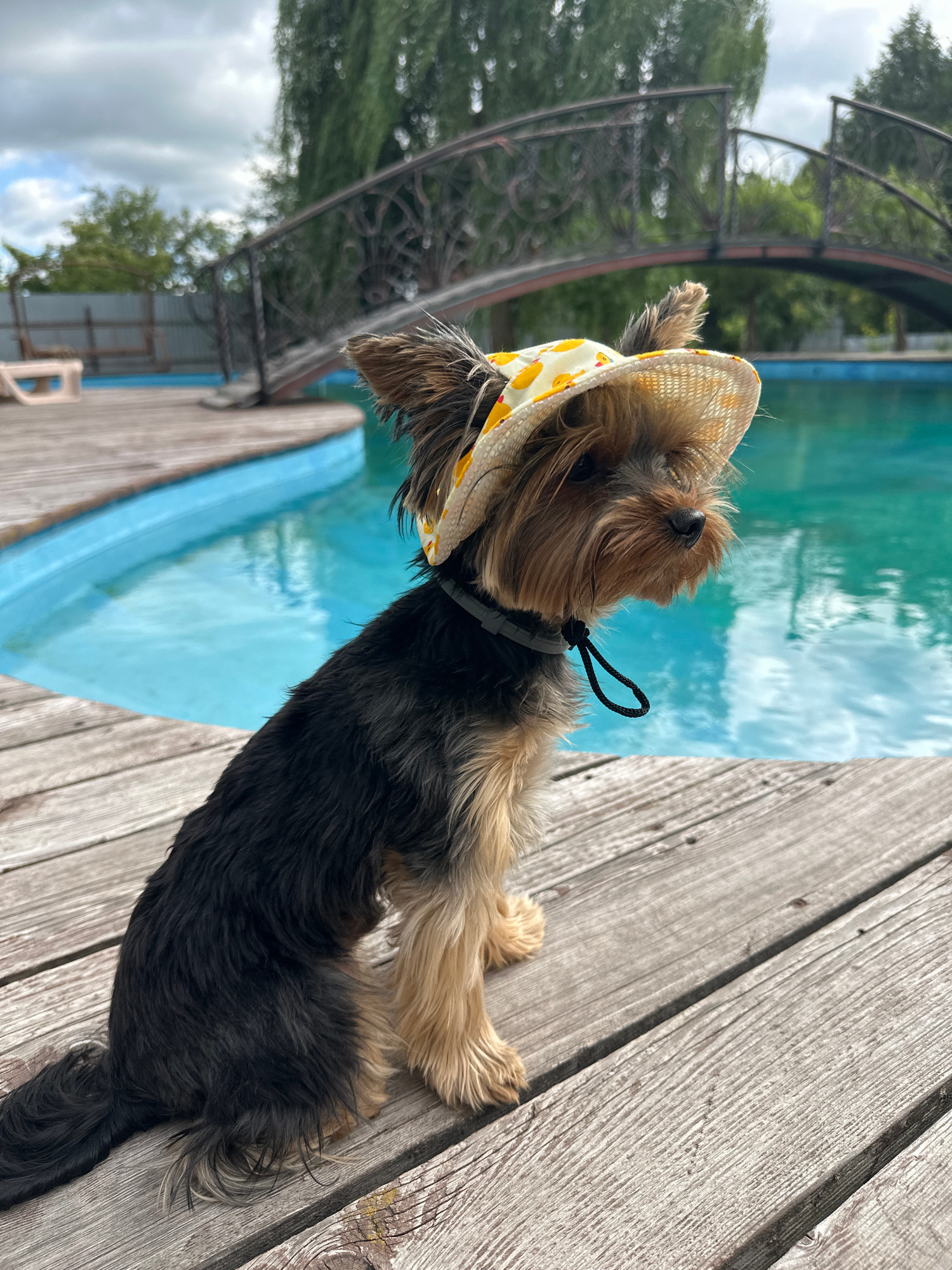 A small Yorkshire Terrier dog is positioned on a wooden deck next to a bright blue swimming pool. The dog is wearing a straw hat with a yellow and white pattern, and a black collar with a leash attached. The dog is facing towards the left side of the frame, looking slightly upwards with its head tilted. The pool water is clear and reflects the sky, suggesting it's a bright day. Behind the pool, there are green trees and a cloudy sky, indicating it might be daytime. The wooden deck appears weathered, with visible grain and some spacing between the planks. In the background, there's a glimpse of decorative metalwork and some fencing. The overall scene suggests a relaxed, possibly vacation-like setting, perhaps in a backyard or resort area in Ishley, Russia. There is no visible text in the image.