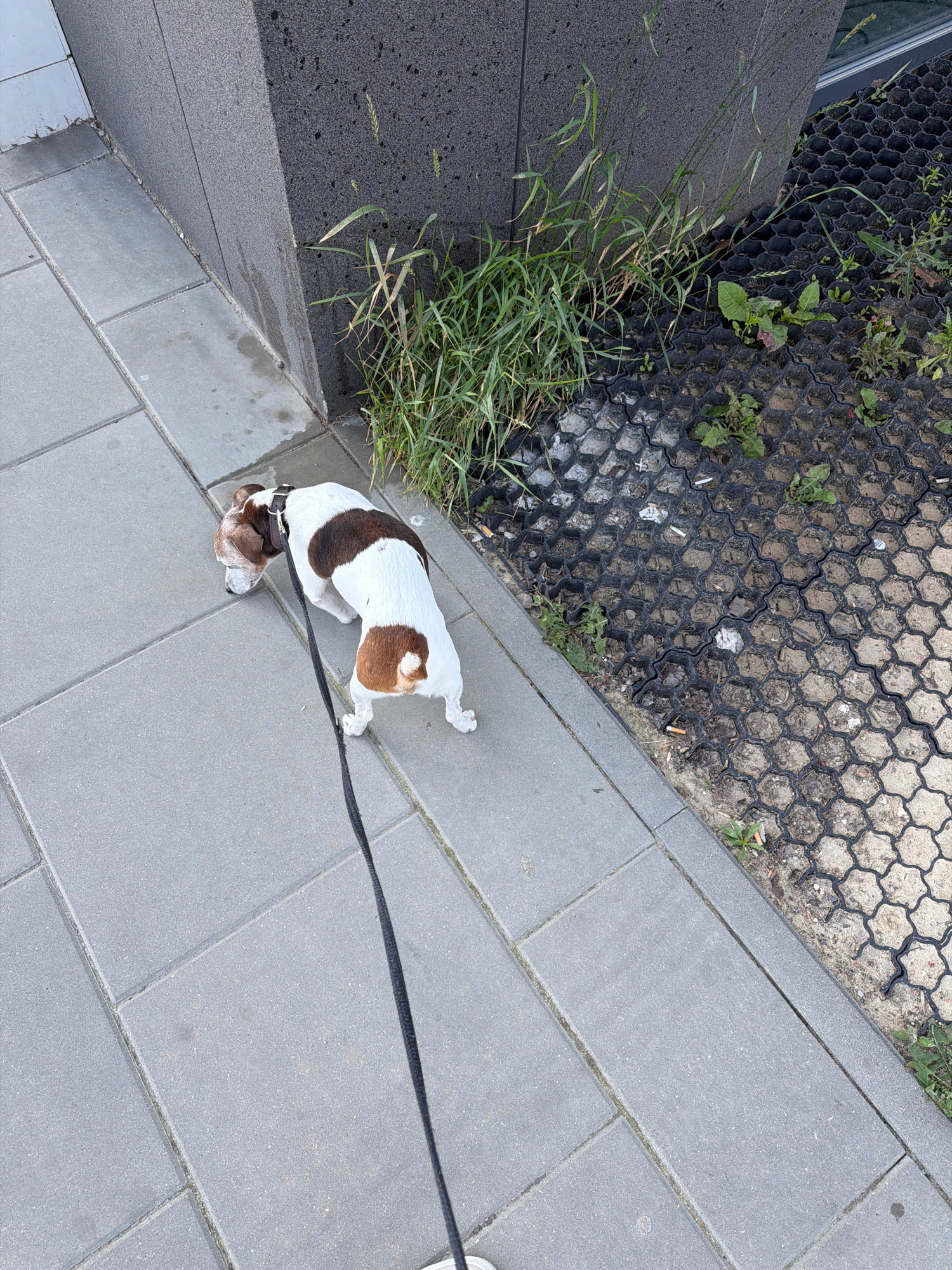 A medium shot captures a short-haired dachshund with white and brown markings on a black leash, walking on a paved sidewalk next to a dark gray textured wall. The dog is looking down at the ground. To the right of the sidewalk, there's a patch of black honeycomb-shaped plastic grid filled with gravel and sparse green weeds, with some cigarette butts visible. The scene appears to be outdoors in an urban environment.