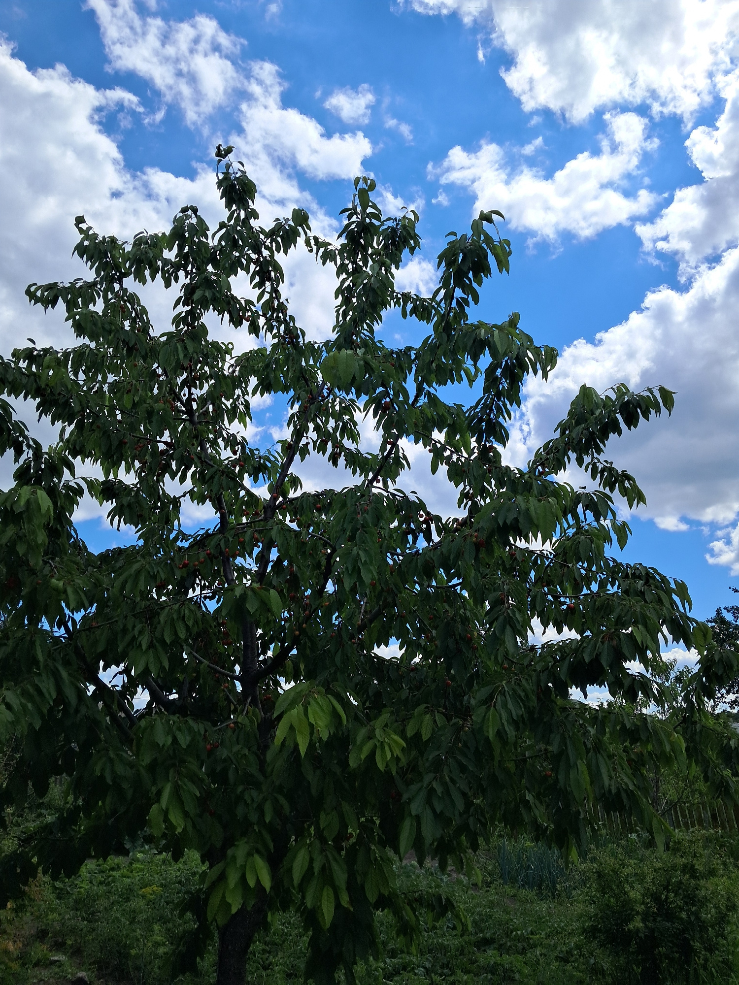 A medium shot captures a cherry tree laden with ripe cherries against a backdrop of a bright blue sky dotted with fluffy white clouds. The tree's branches are full of dark green leaves, and numerous red cherries are visible throughout its canopy. The lower part of the image shows a dense, verdant garden with various plants and foliage. A wooden fence can be seen in the background to the right. The scene is set outdoors, suggesting a garden or park setting. The image does not contain any people or animals, and no specific actions or interactions are depicted. The location is identified as Kremenchuk, Ukraine, implying this is a snapshot of a typical day in that region during cherry season.