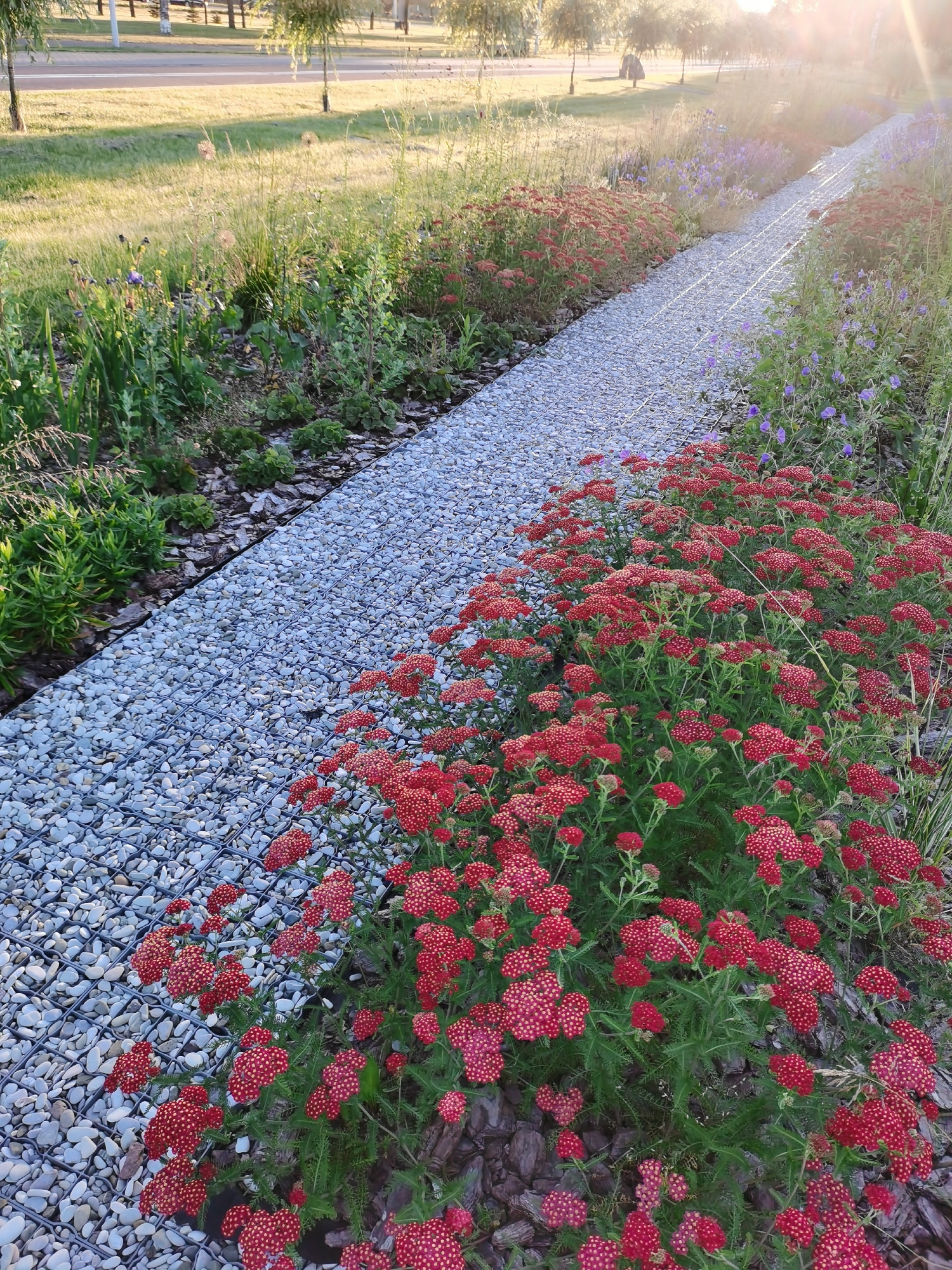 The image depicts a pathway lined with white pebbles and a metal grid structure on the right side, bordered by a dense cluster of red yarrow flowers. To the left of the pathway, a patch of green grass is visible, interspersed with various plants and some trees in the background. Sunlight streams from the upper right, creating a lens flare effect. The scene appears to be in a park or garden setting. The presence of a paved road and more trees in the far background suggests an urban environment, possibly a park within the city of Minsk, Belarus. There are no people or animals visible in the image.